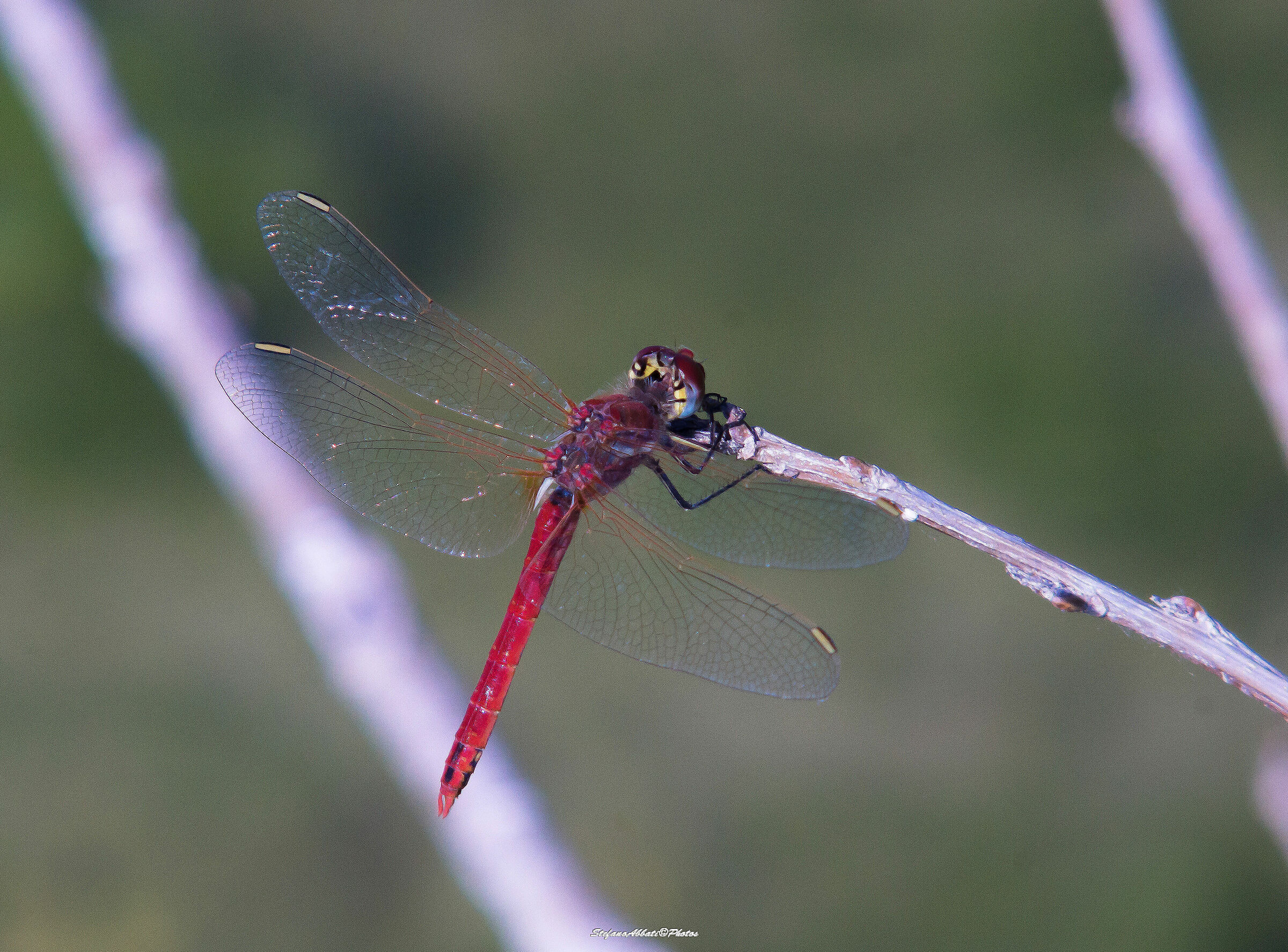 Libellula