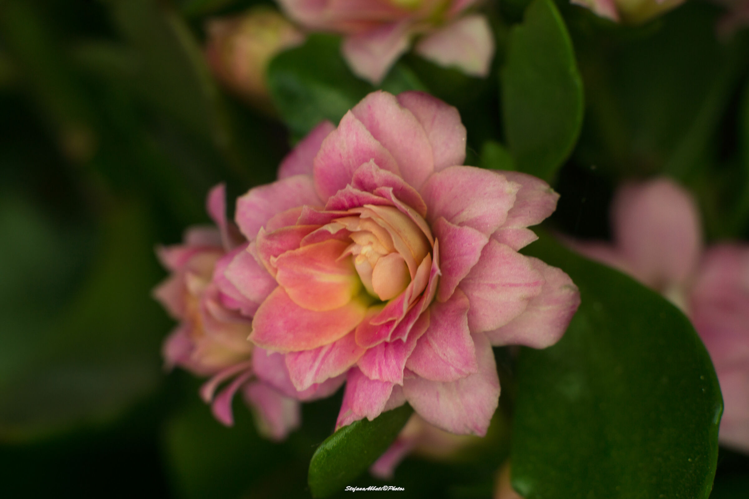 Fiore di pianta grassa