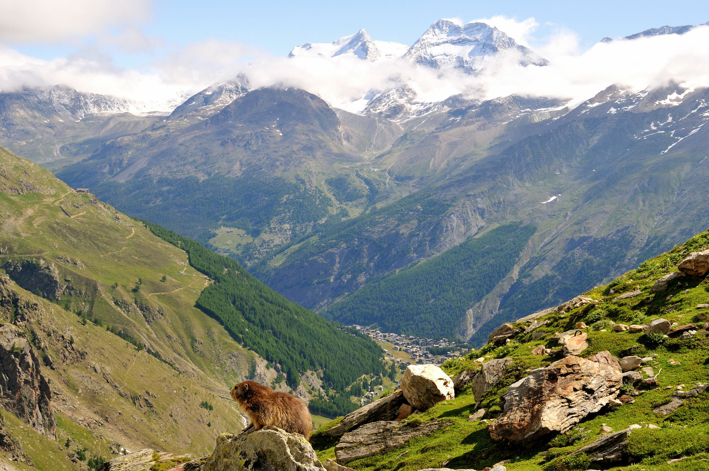Marmot and Saas-Fee
