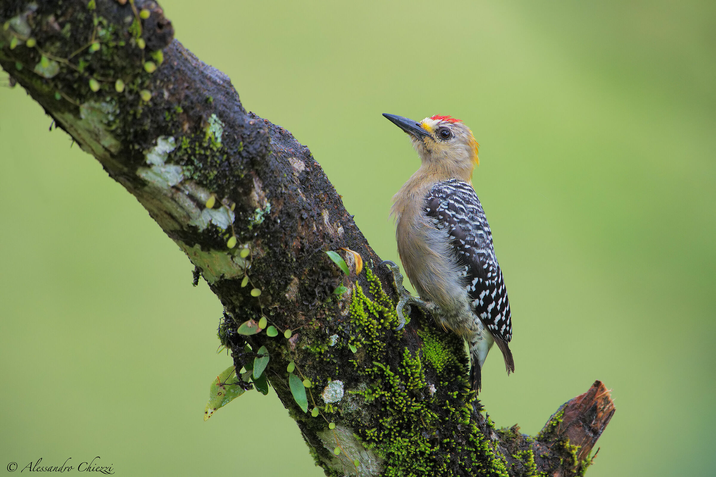 Hofmann Woodpeckers