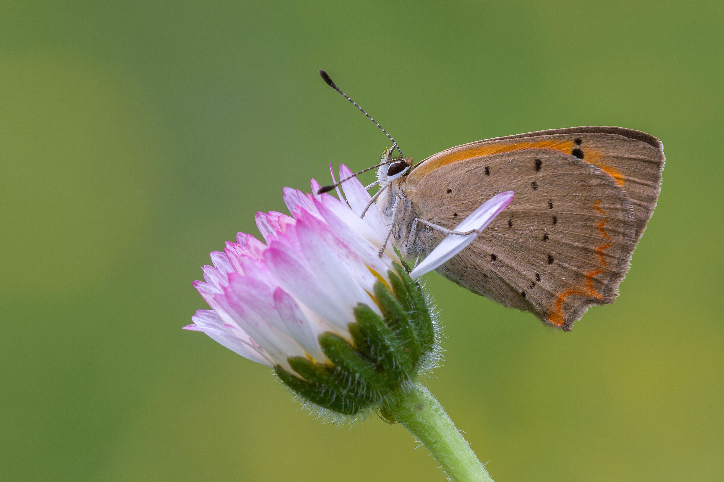 Lycaena copper