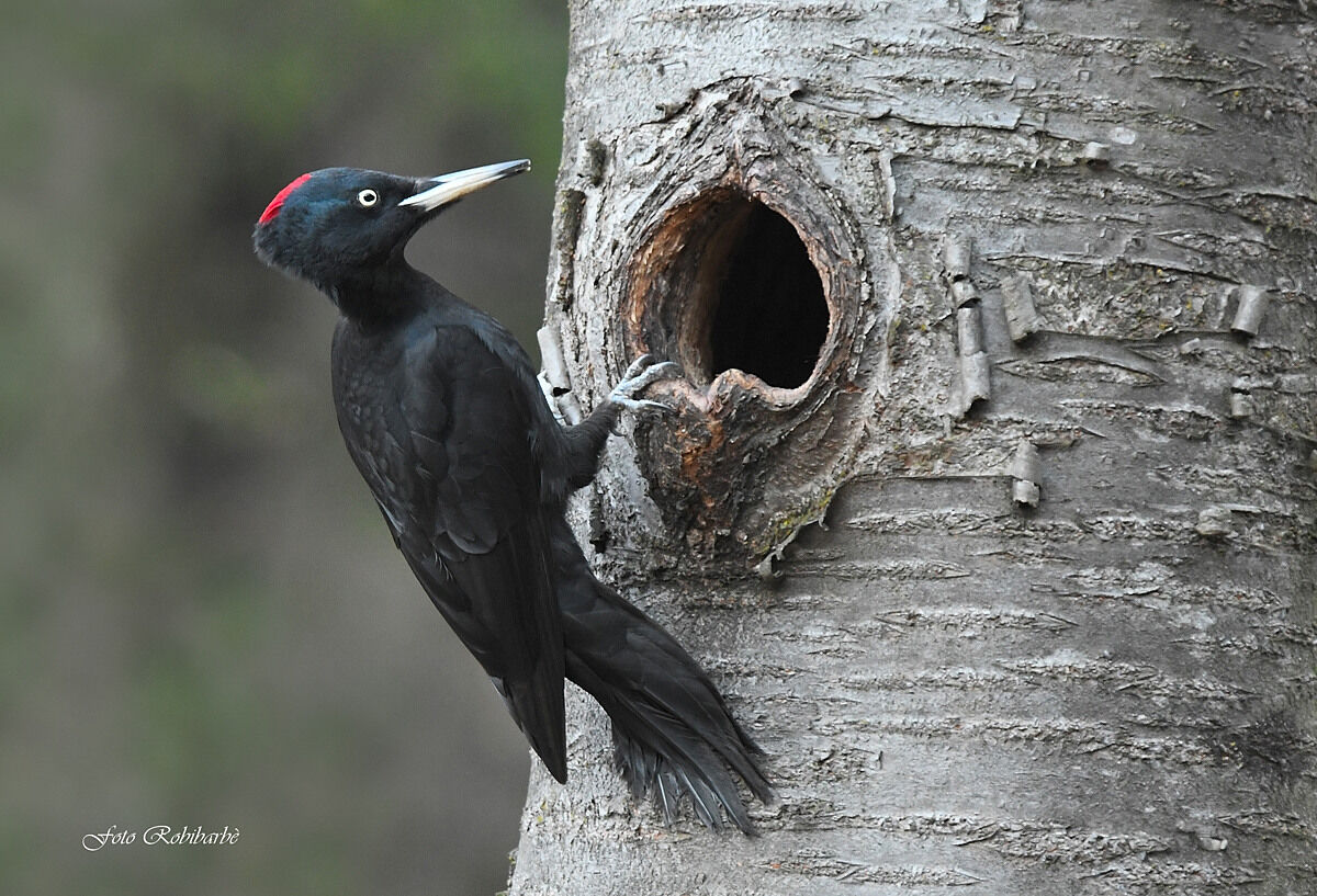 Black Woodpeckers...