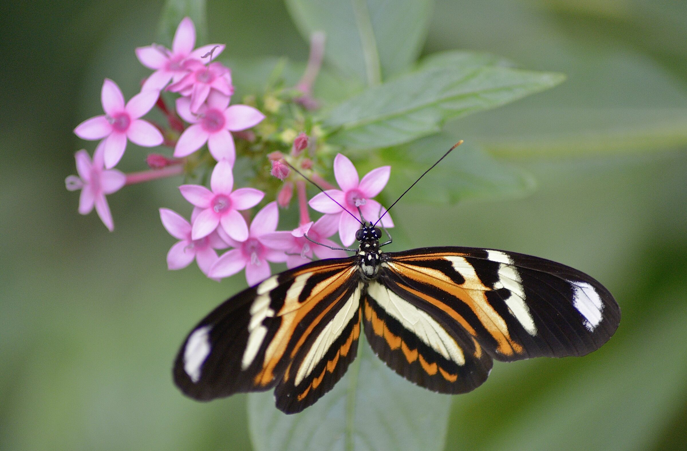 Farfalla Iguazu Brasile