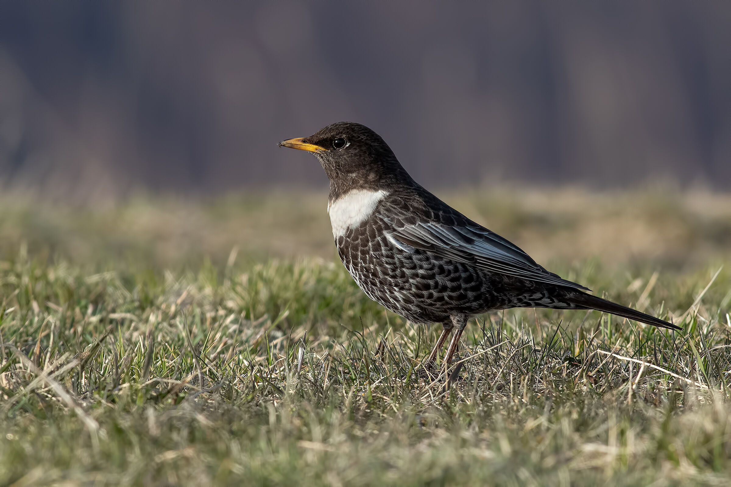 Collared Blackbird
