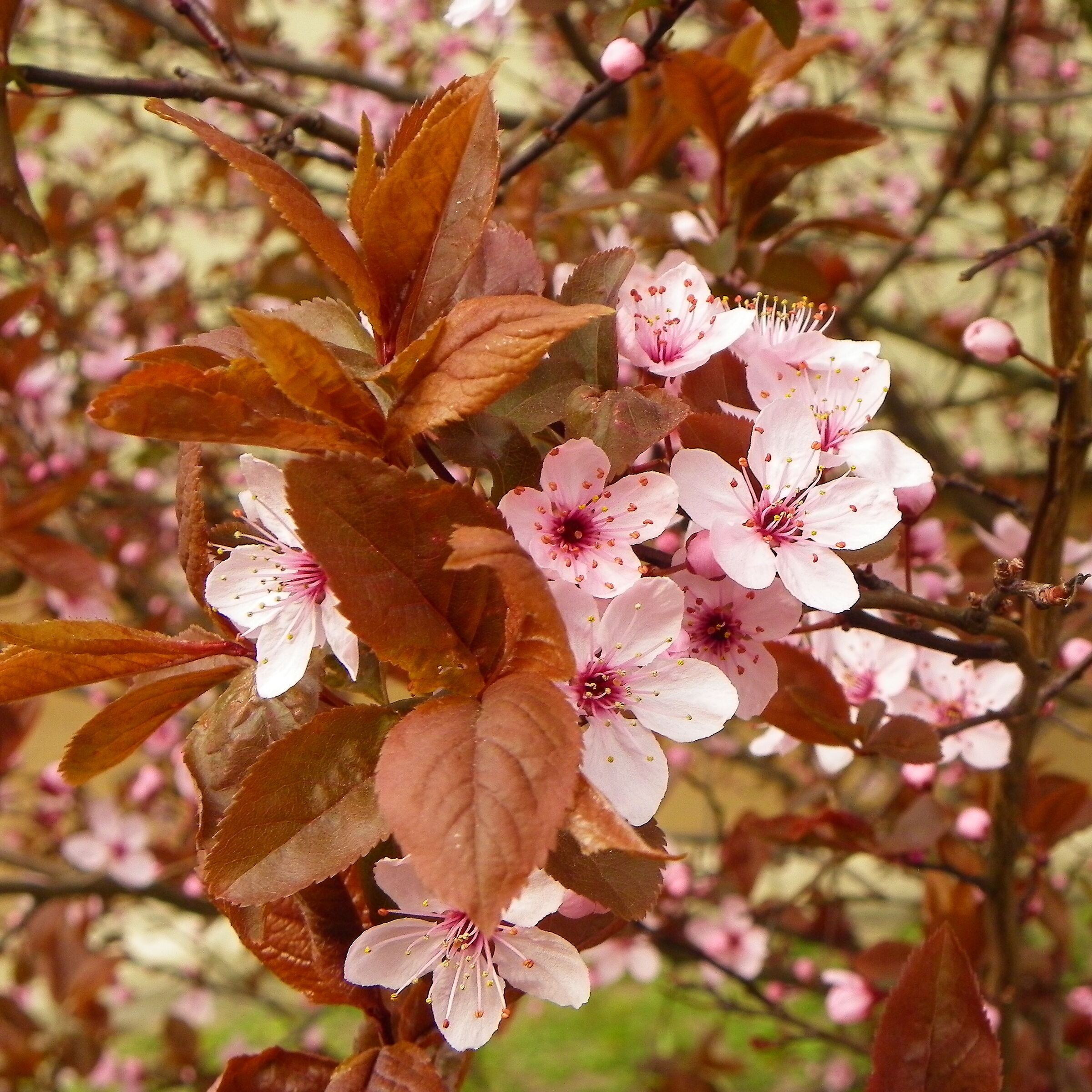 La primavera in Varsovia