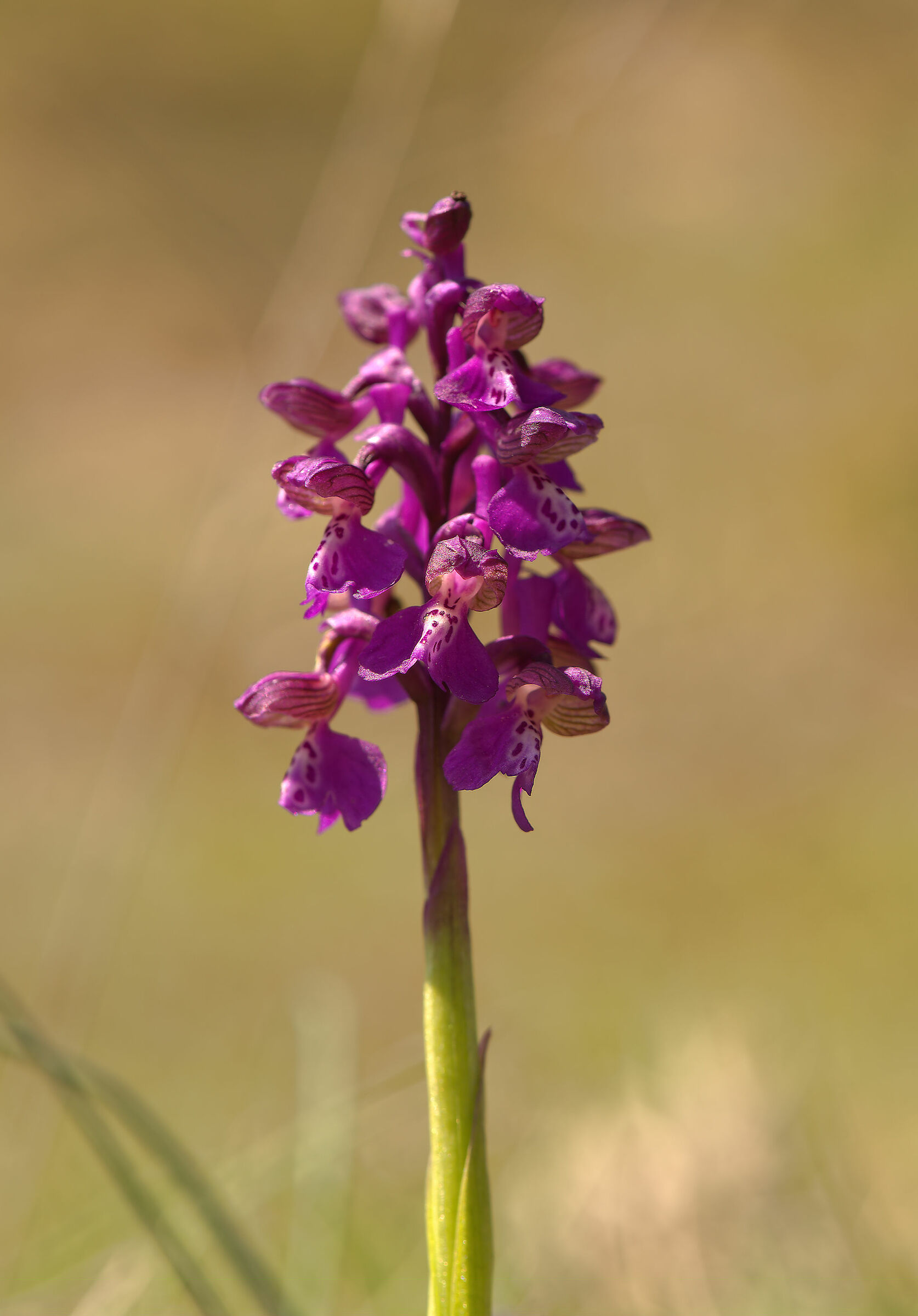 Wild Orchid