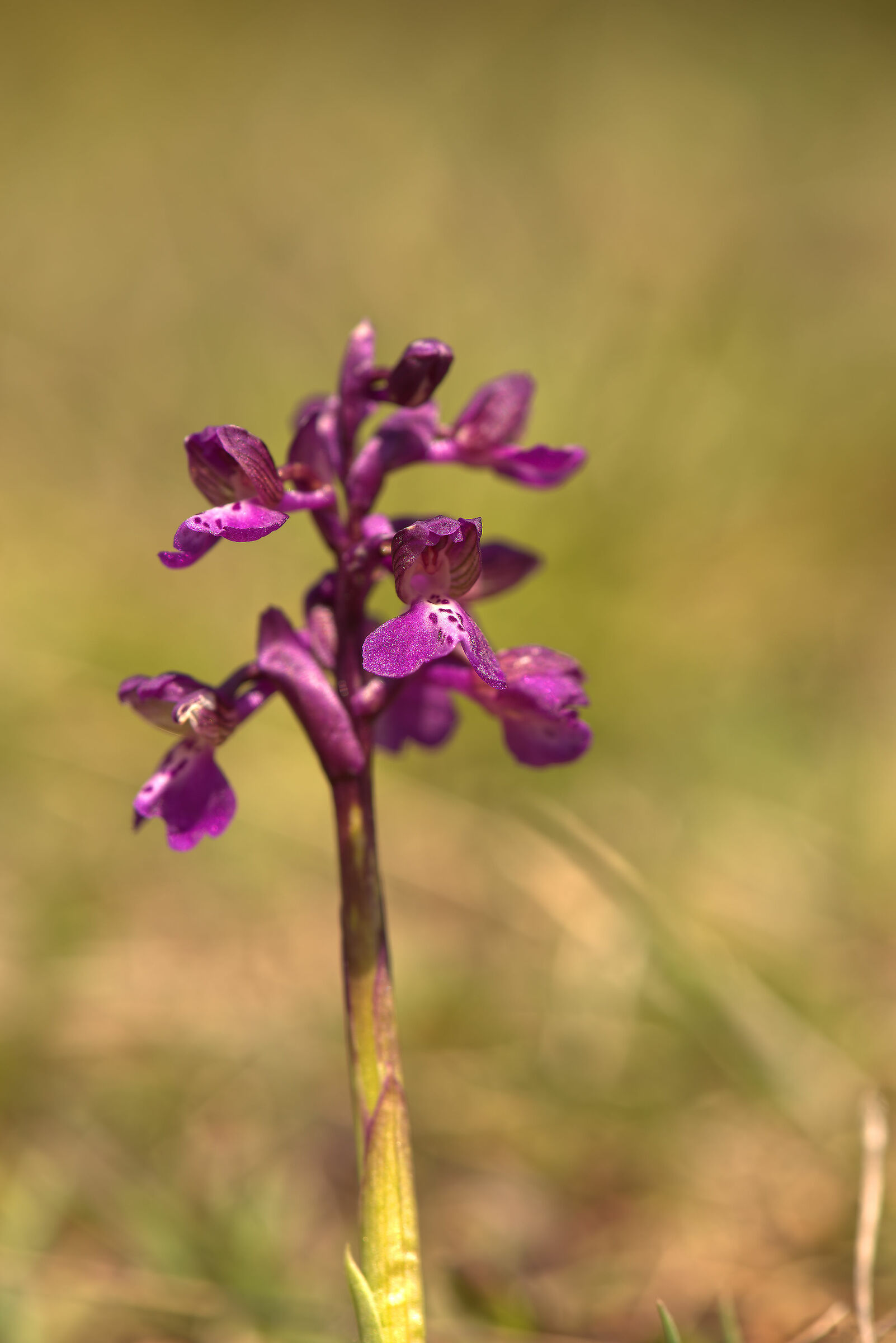 Wild Orchid