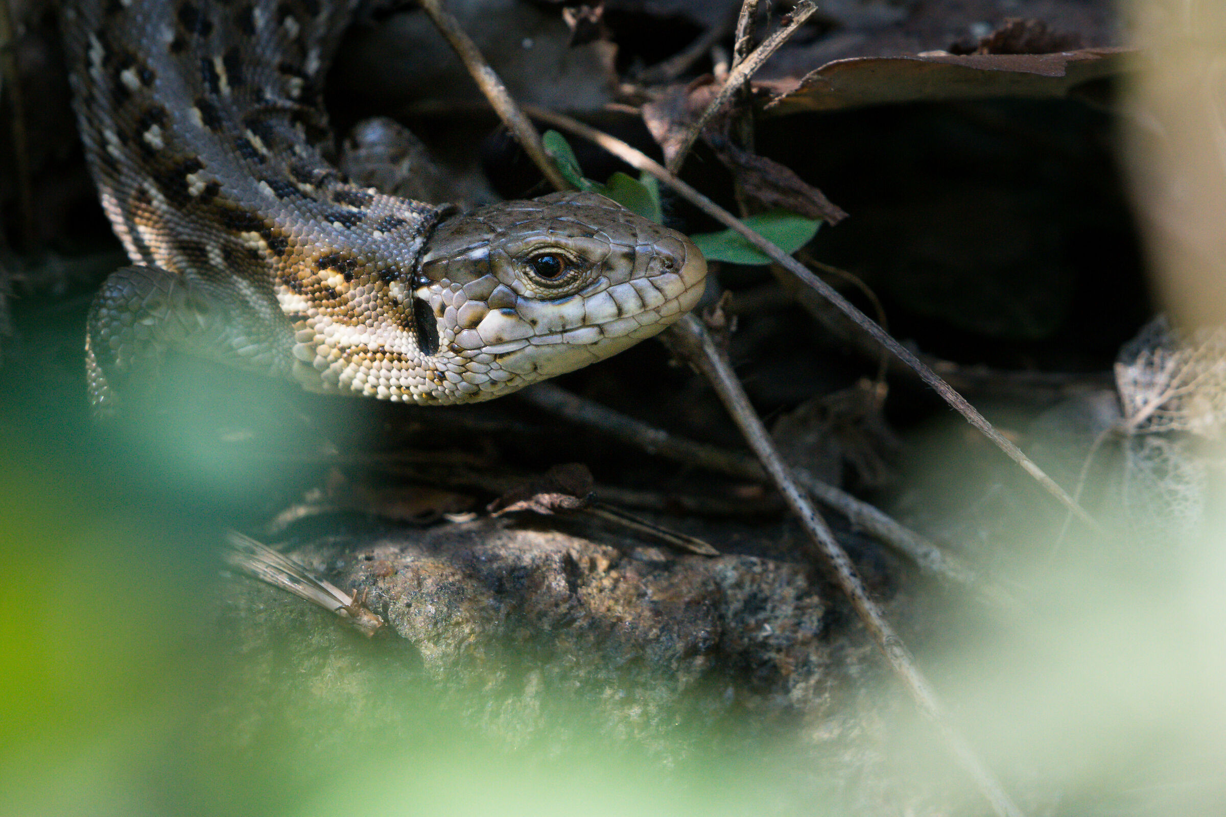 Lucertola di sabbia (Lacerta agilis)