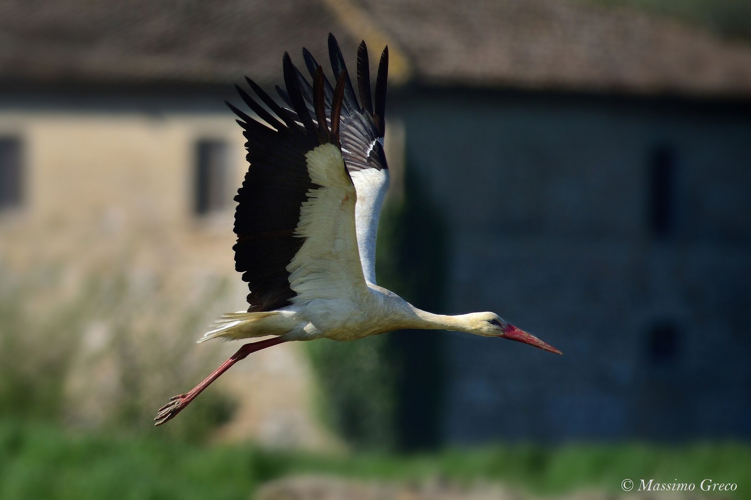 Cicogna (Ciconia ciconia)