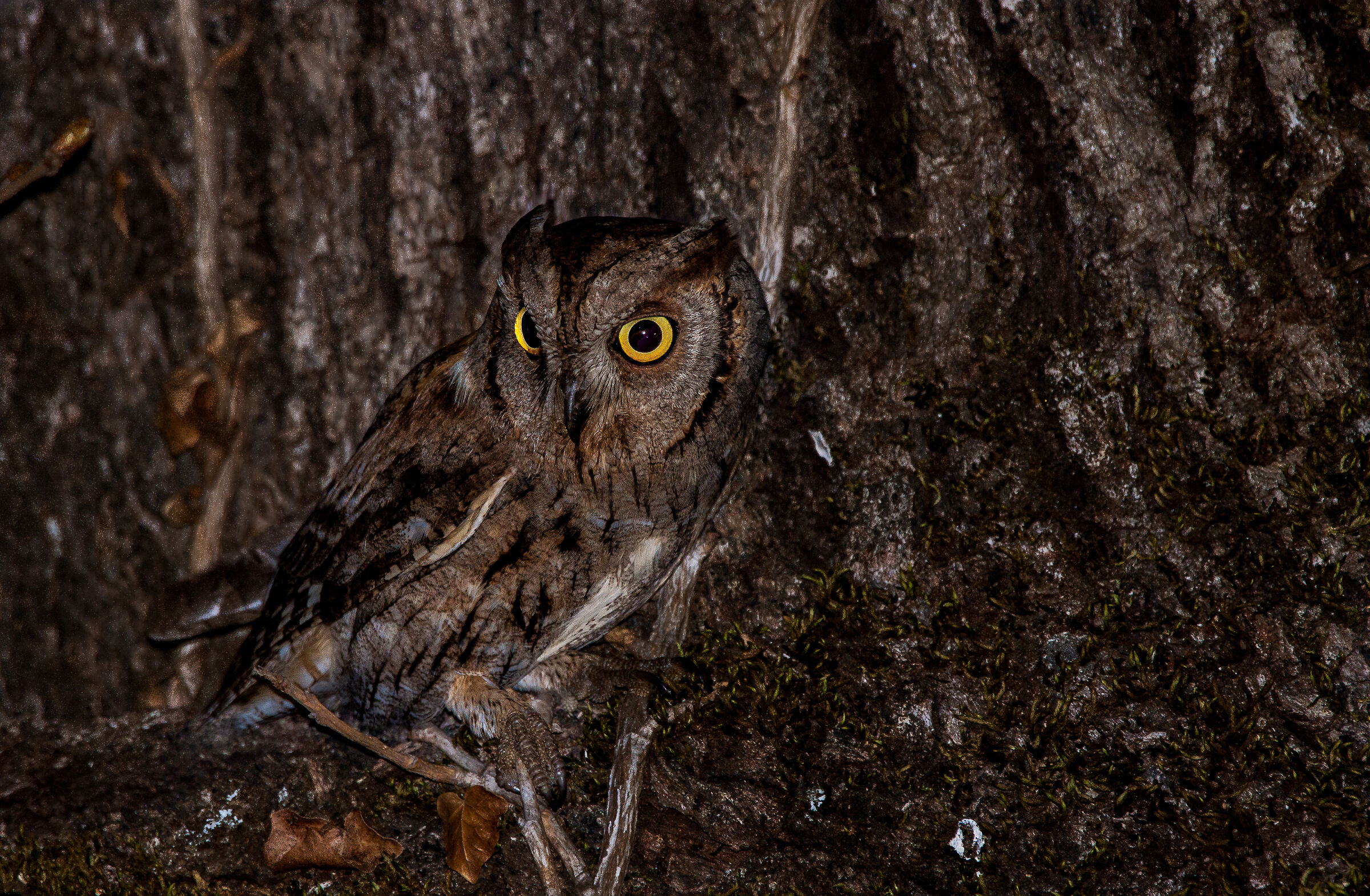 Mimicry..... Almost perfect