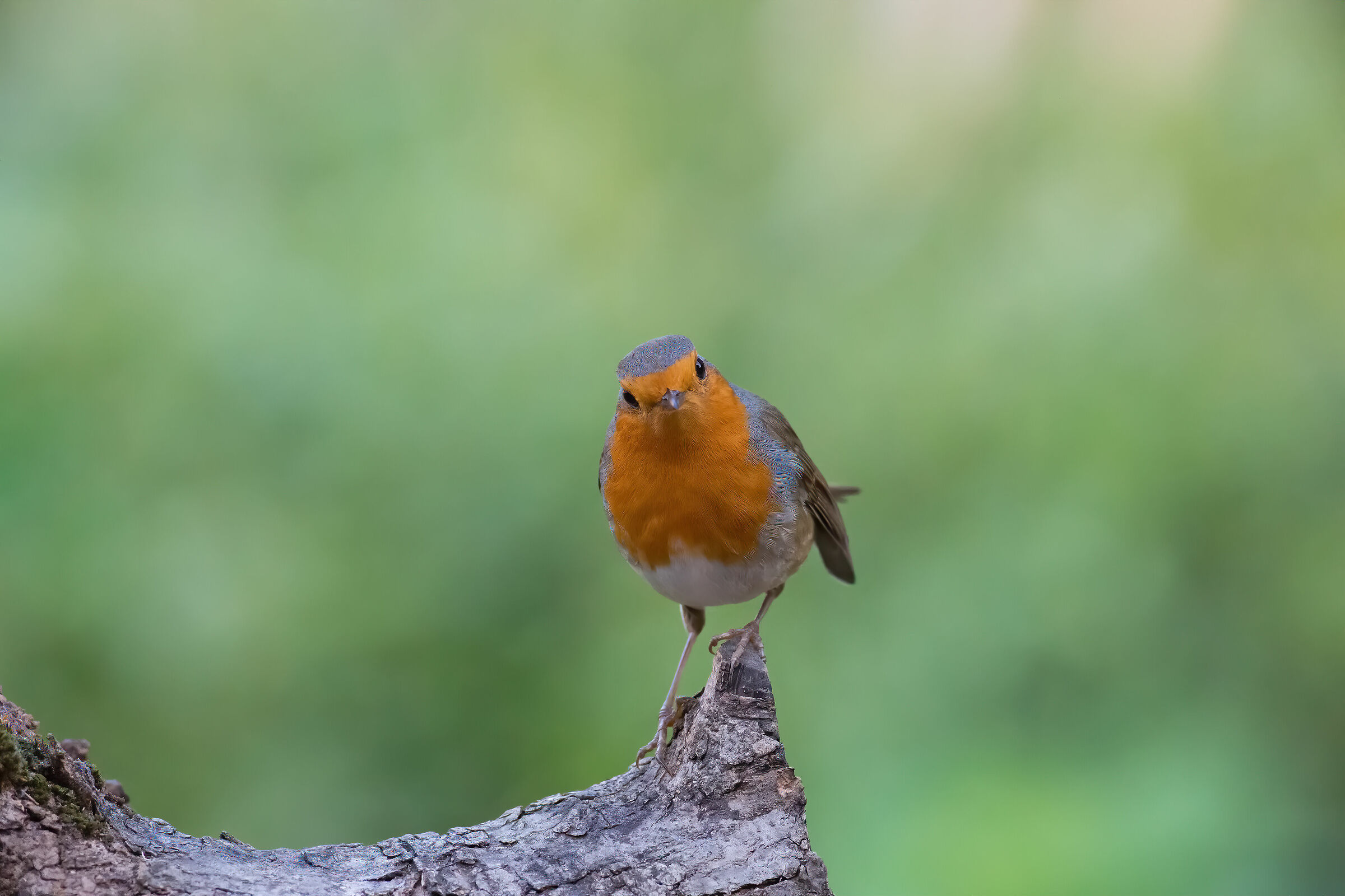 Robin iso12800