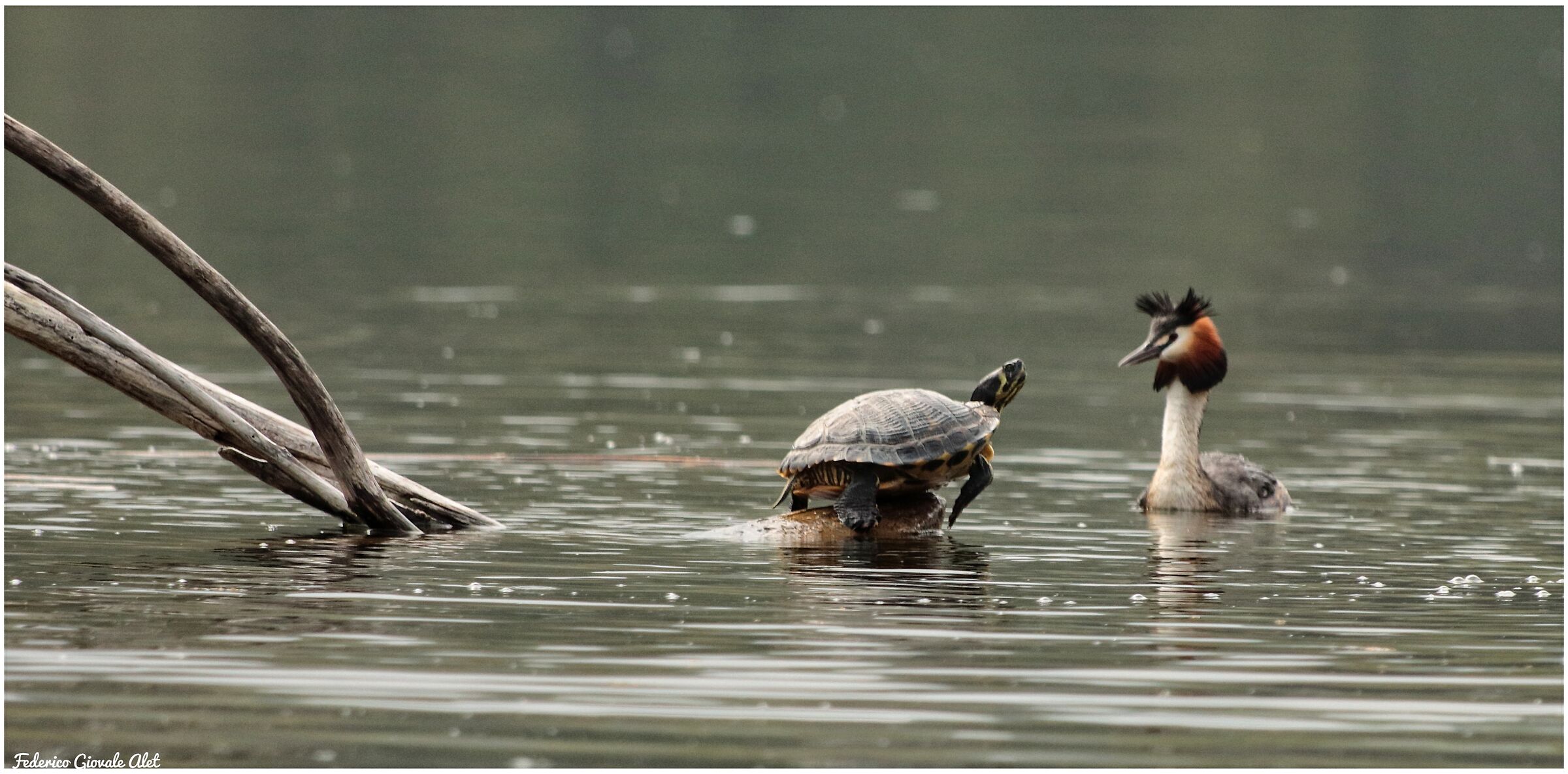 American Turtle vs. Grebe
