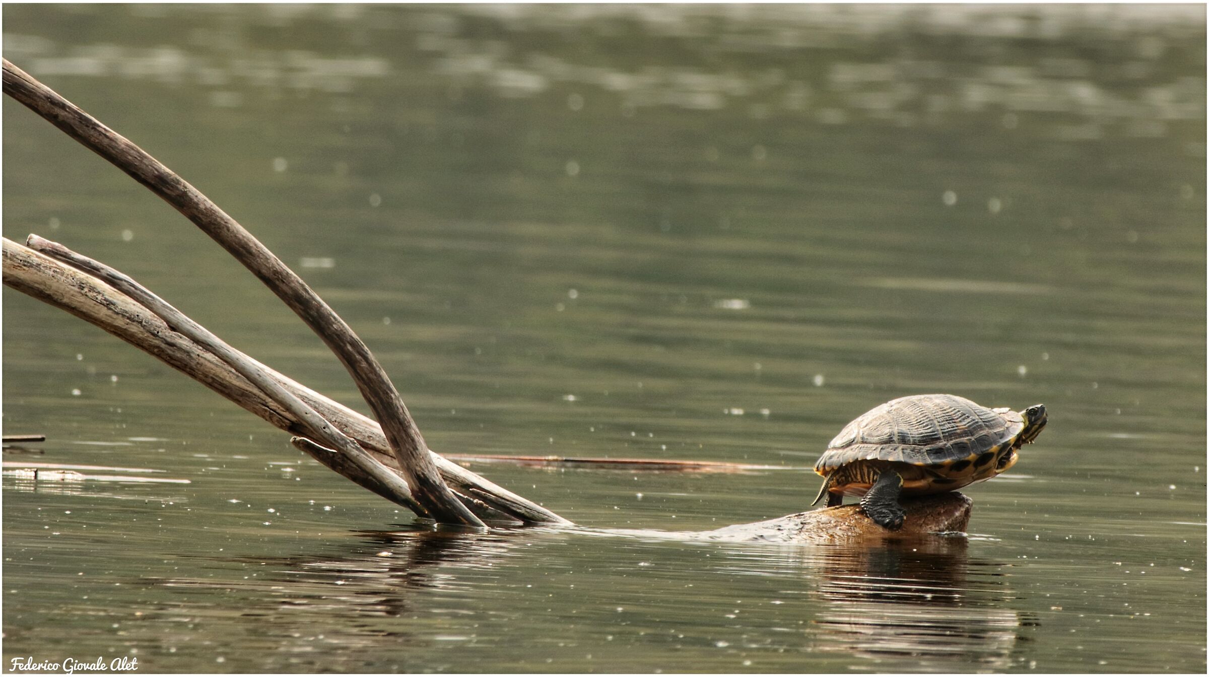 American Turtle