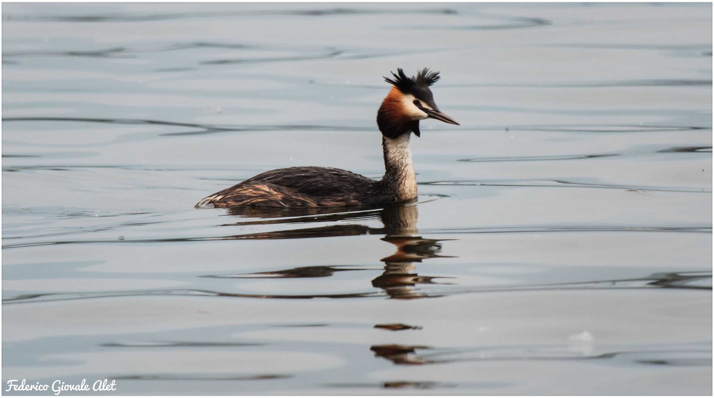Major Crested Grebe