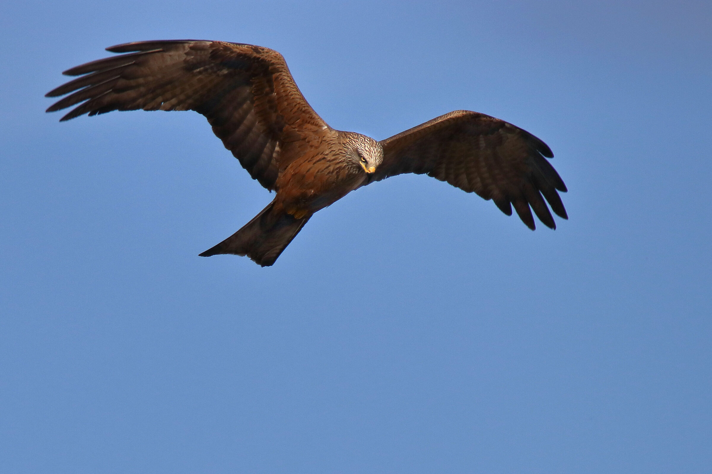 Lo sguardo del Nibbio Bruno