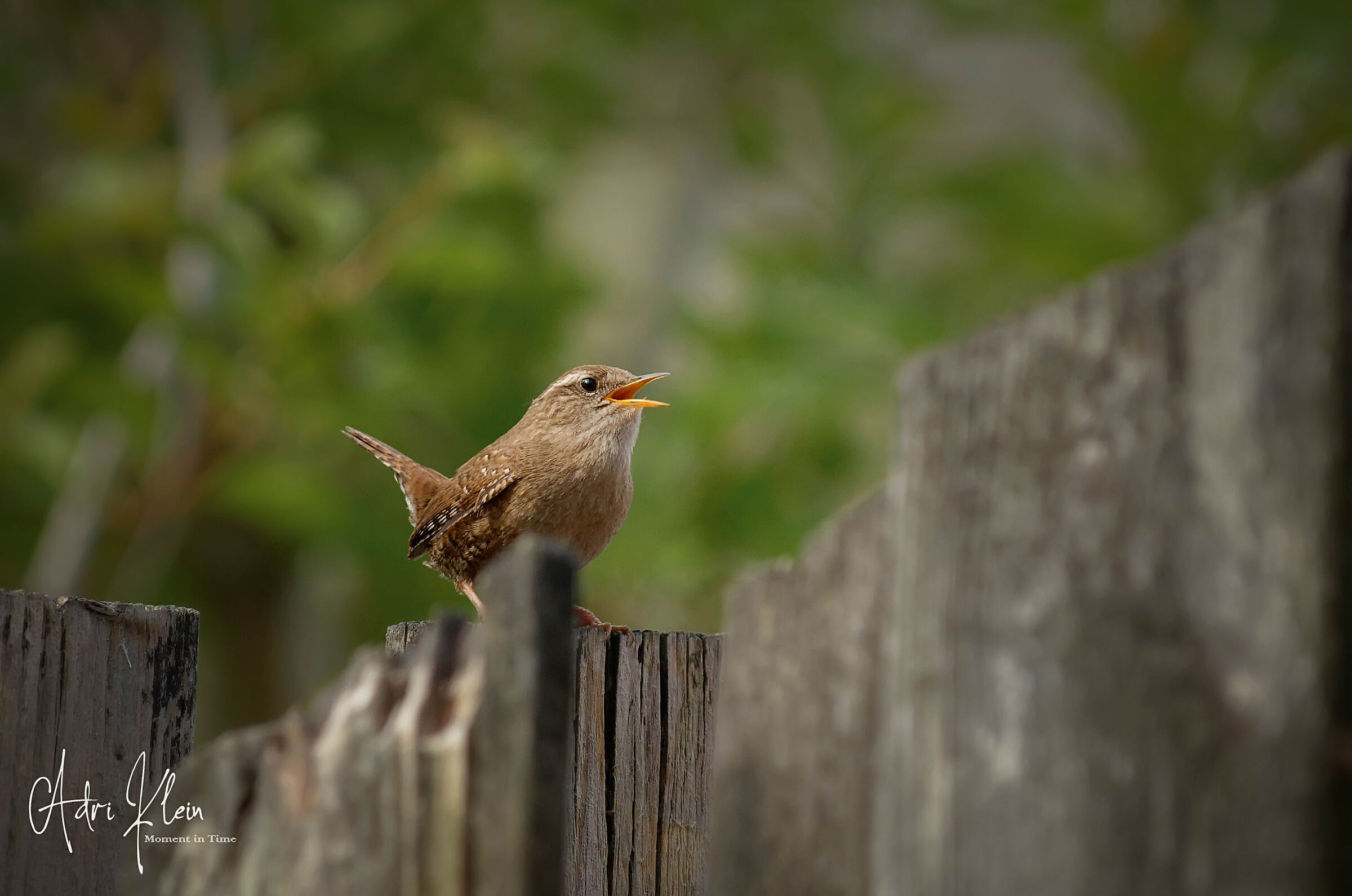 Wren