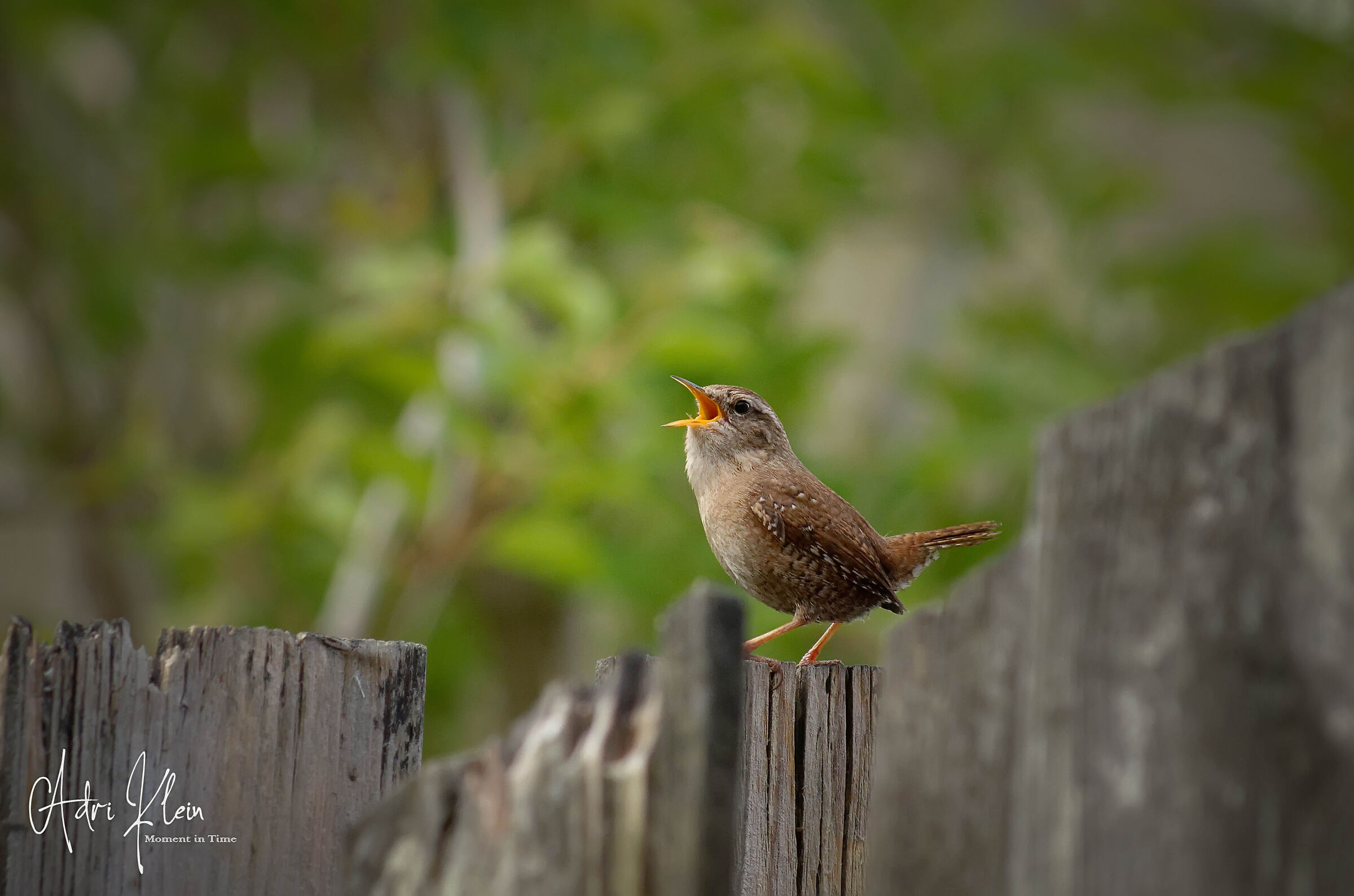 Wren