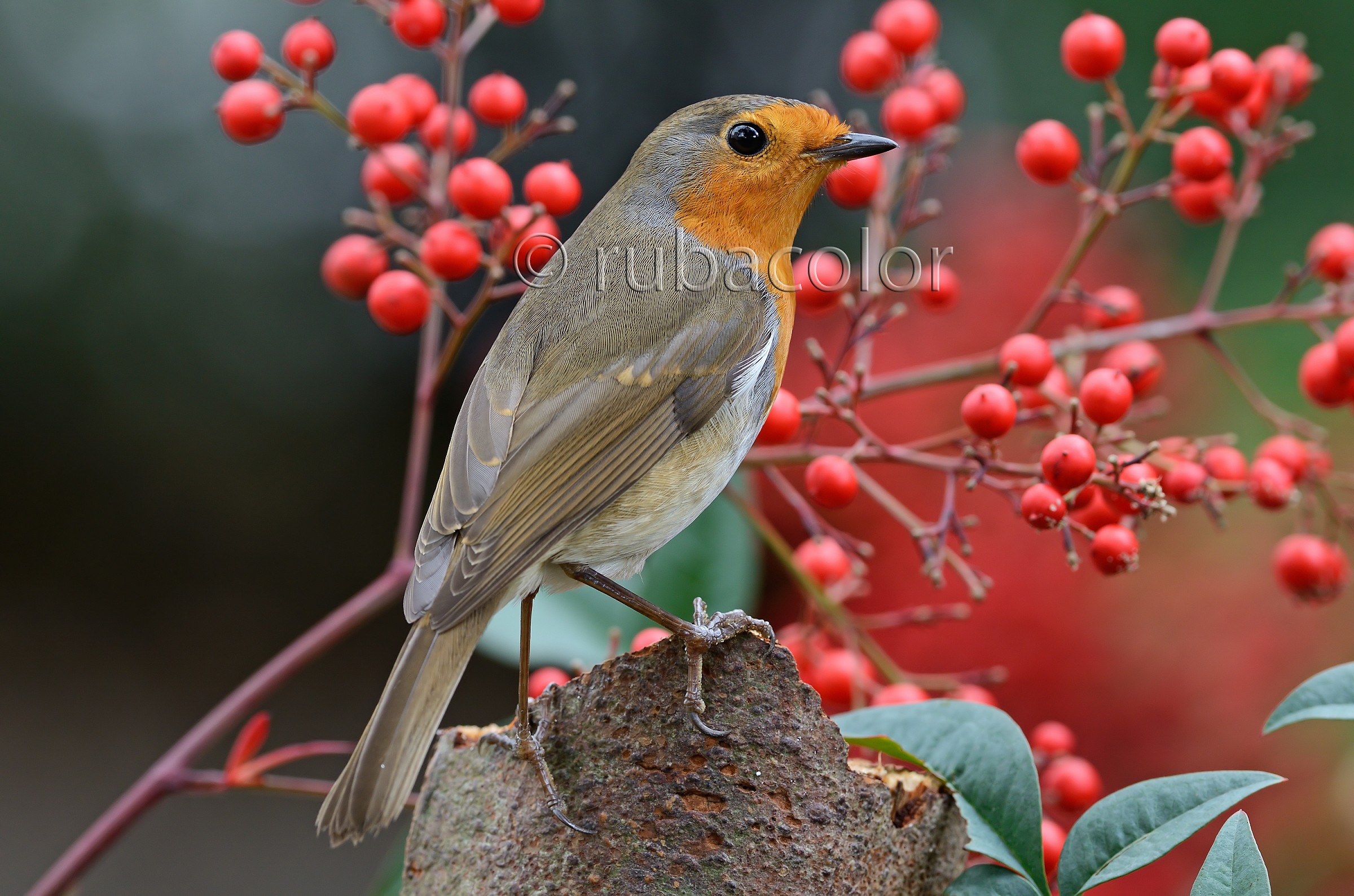 Un pettirosso in giardino