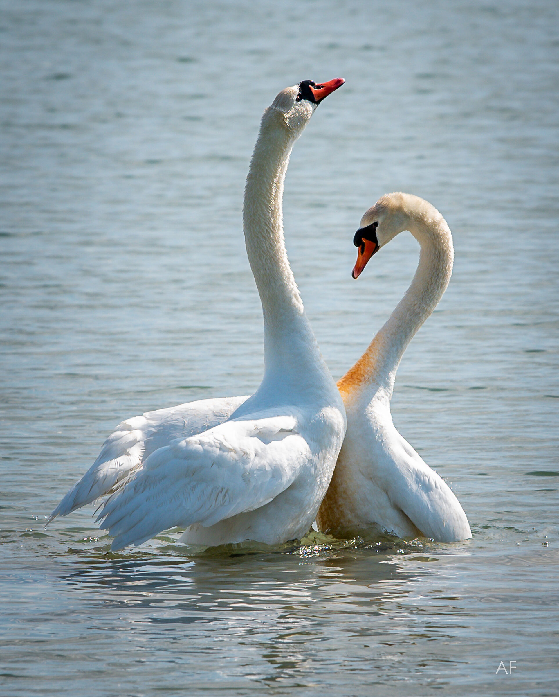 La primavera del cigno