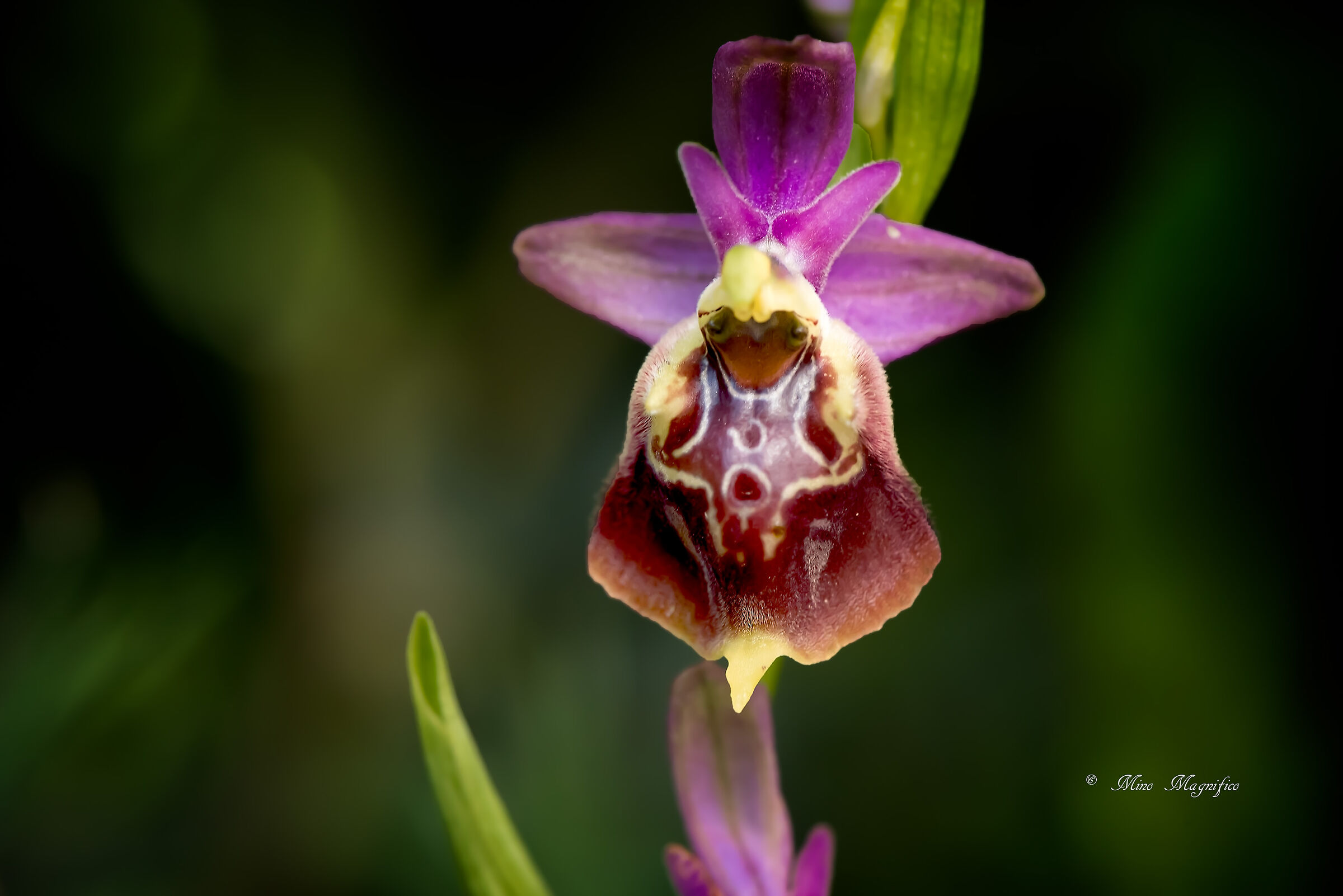 Orchis Apulica