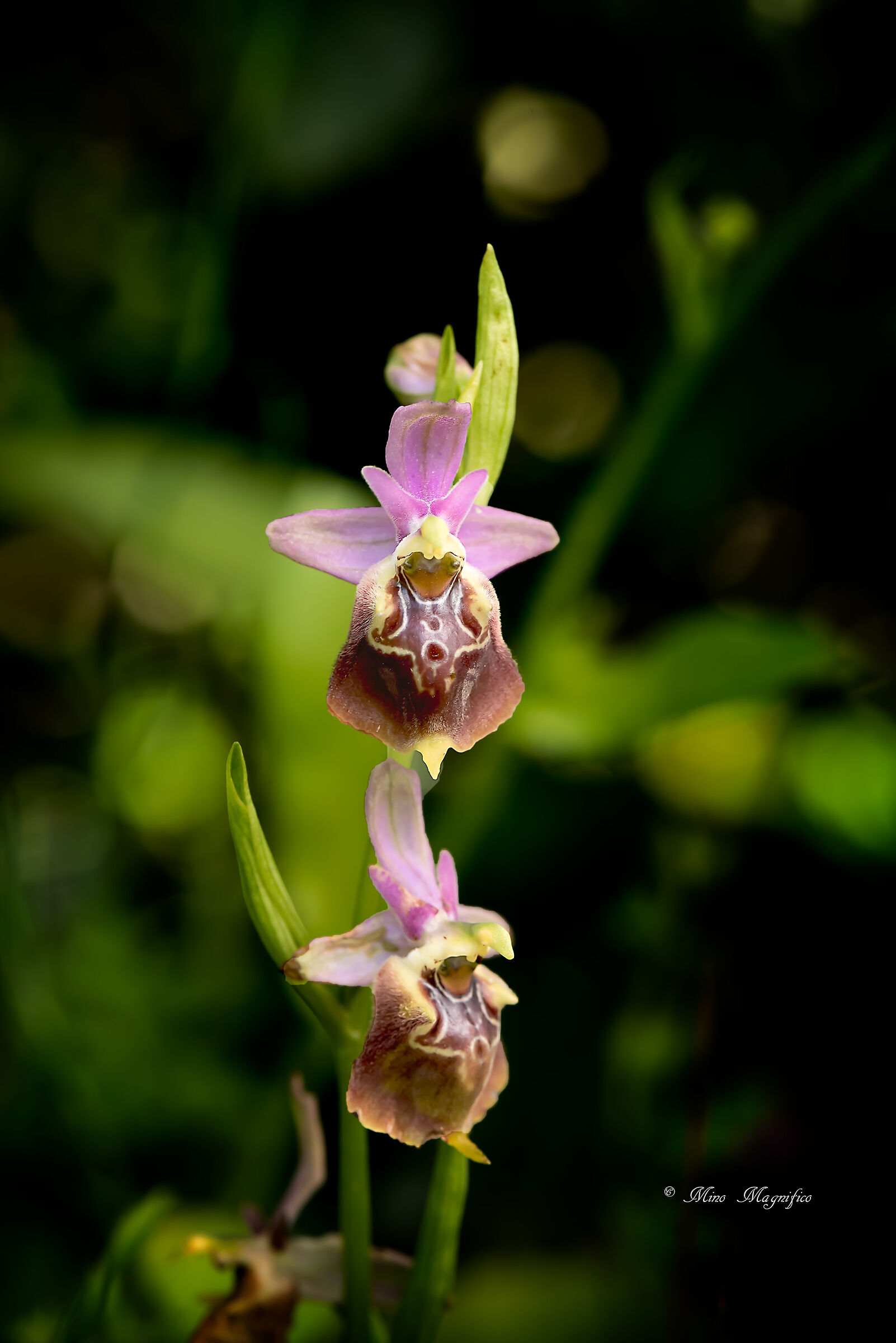 Pianta di Orchis Apulica