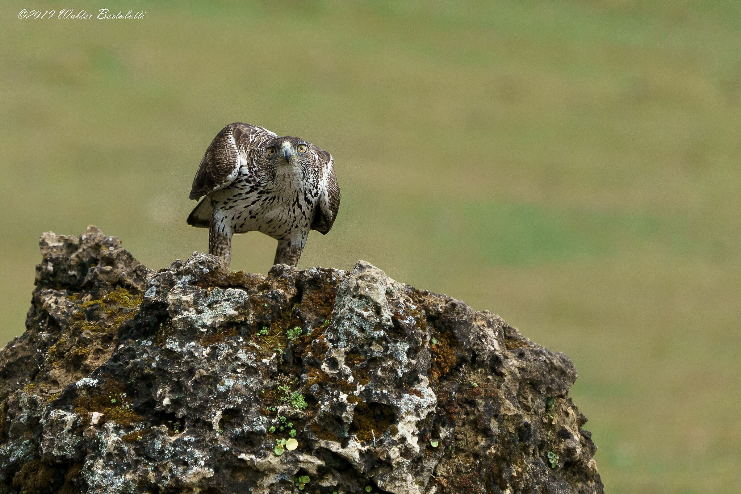 Hieraaetus fasciatus