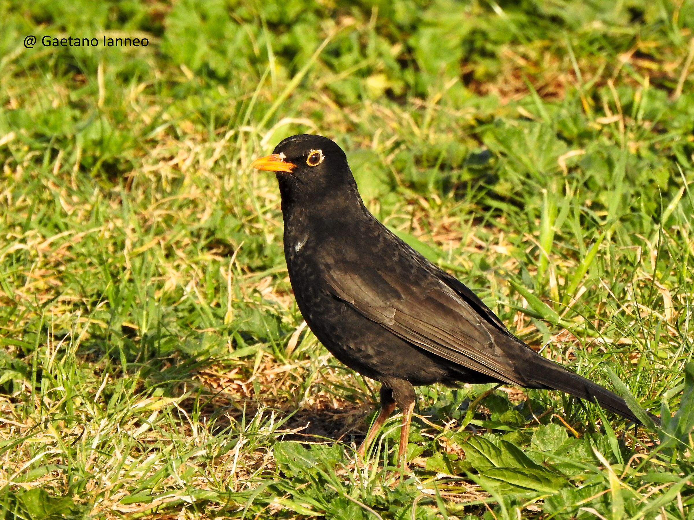 Male Blackbird