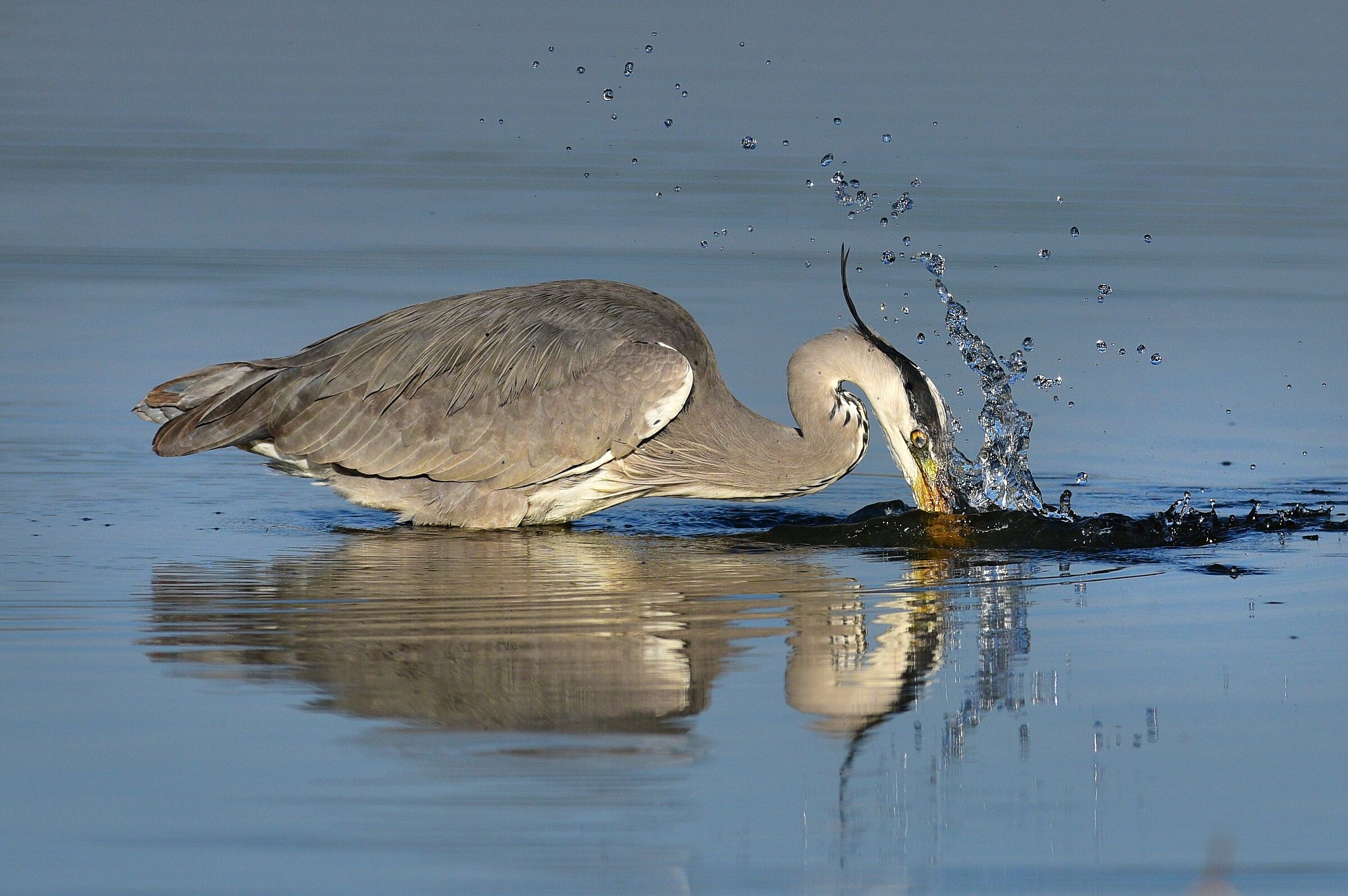 Grey Heron Fishing