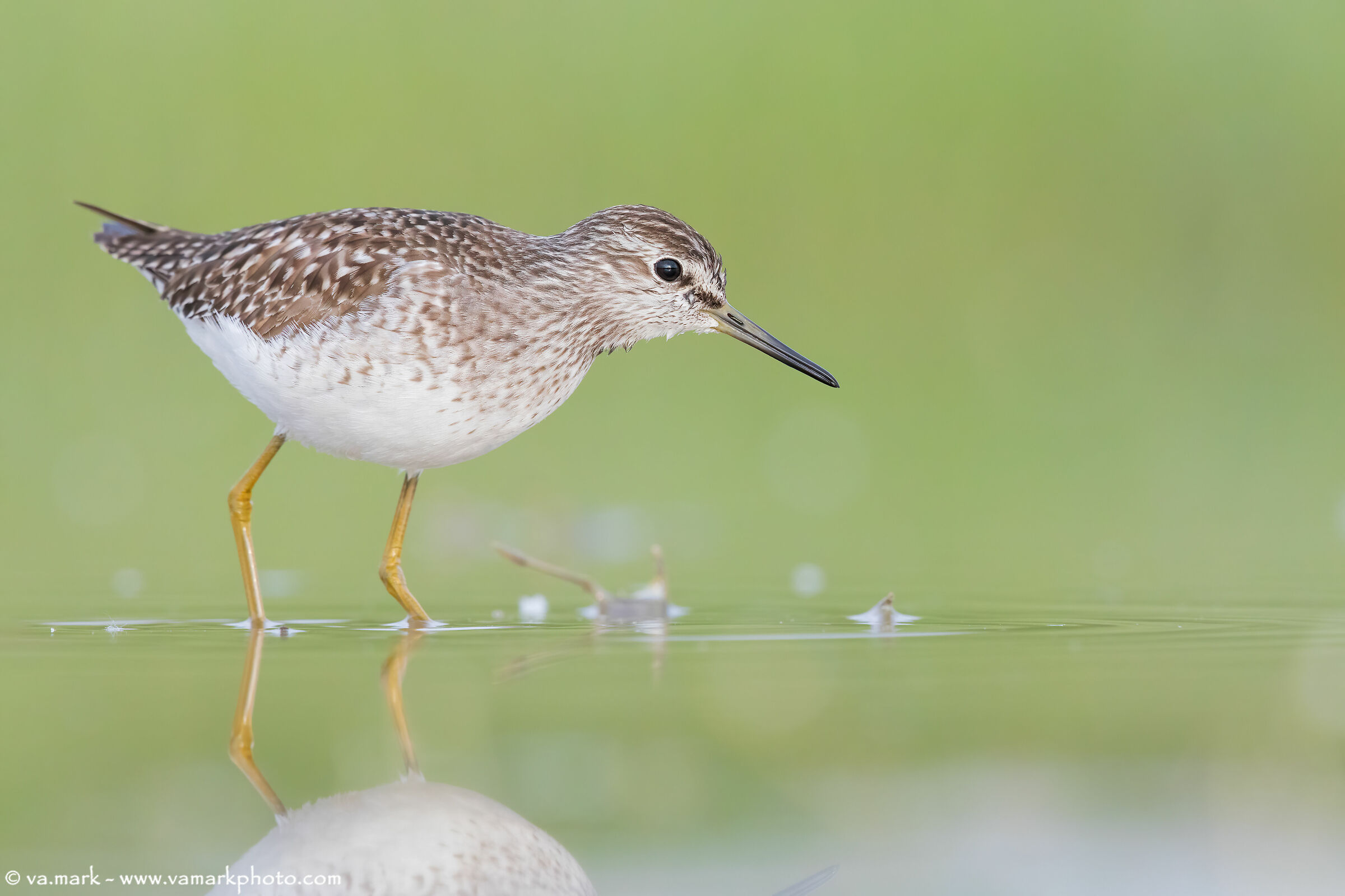 Piro Piro Boschereccio.....6K