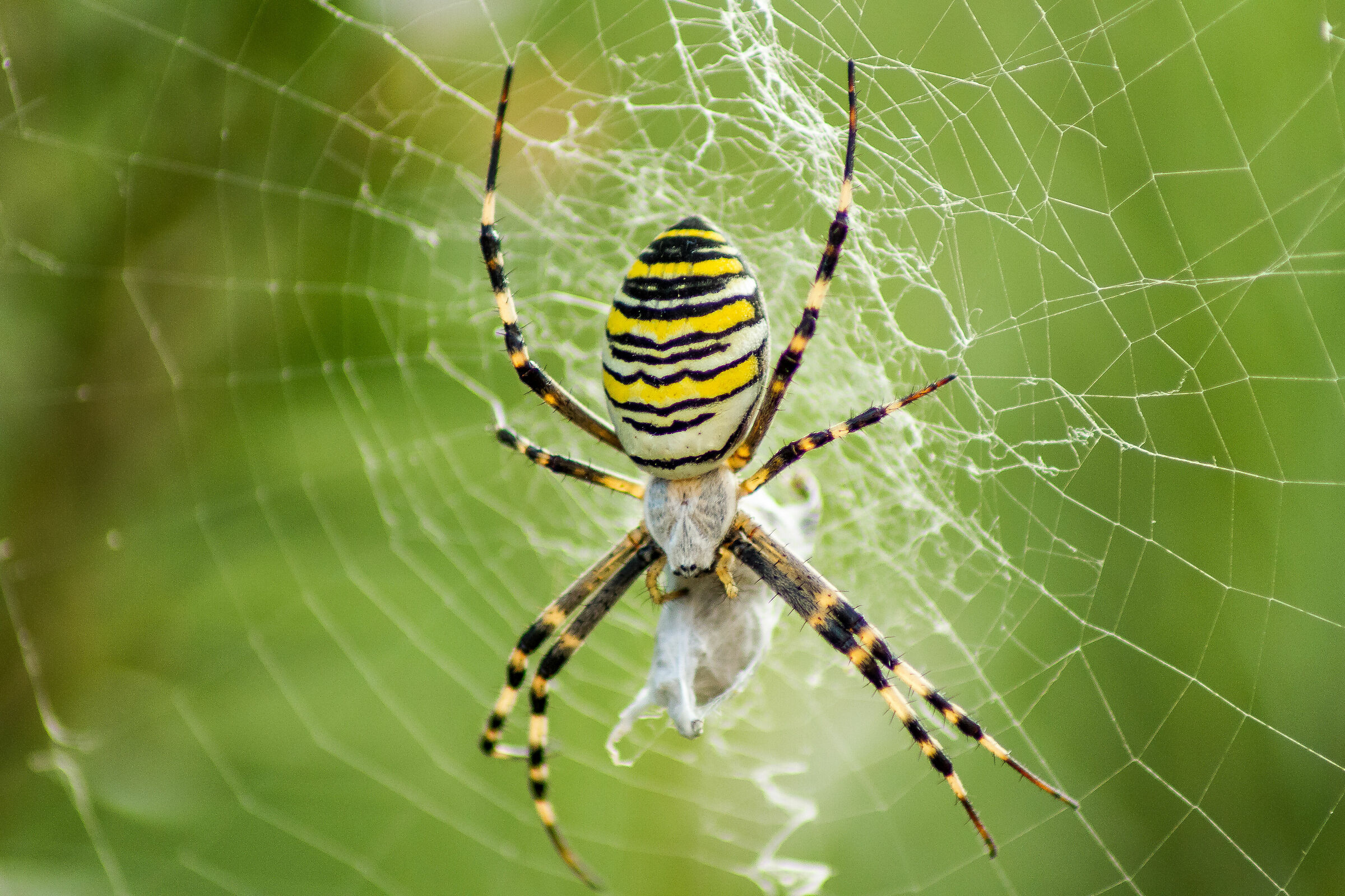 Ragno vespa con preda