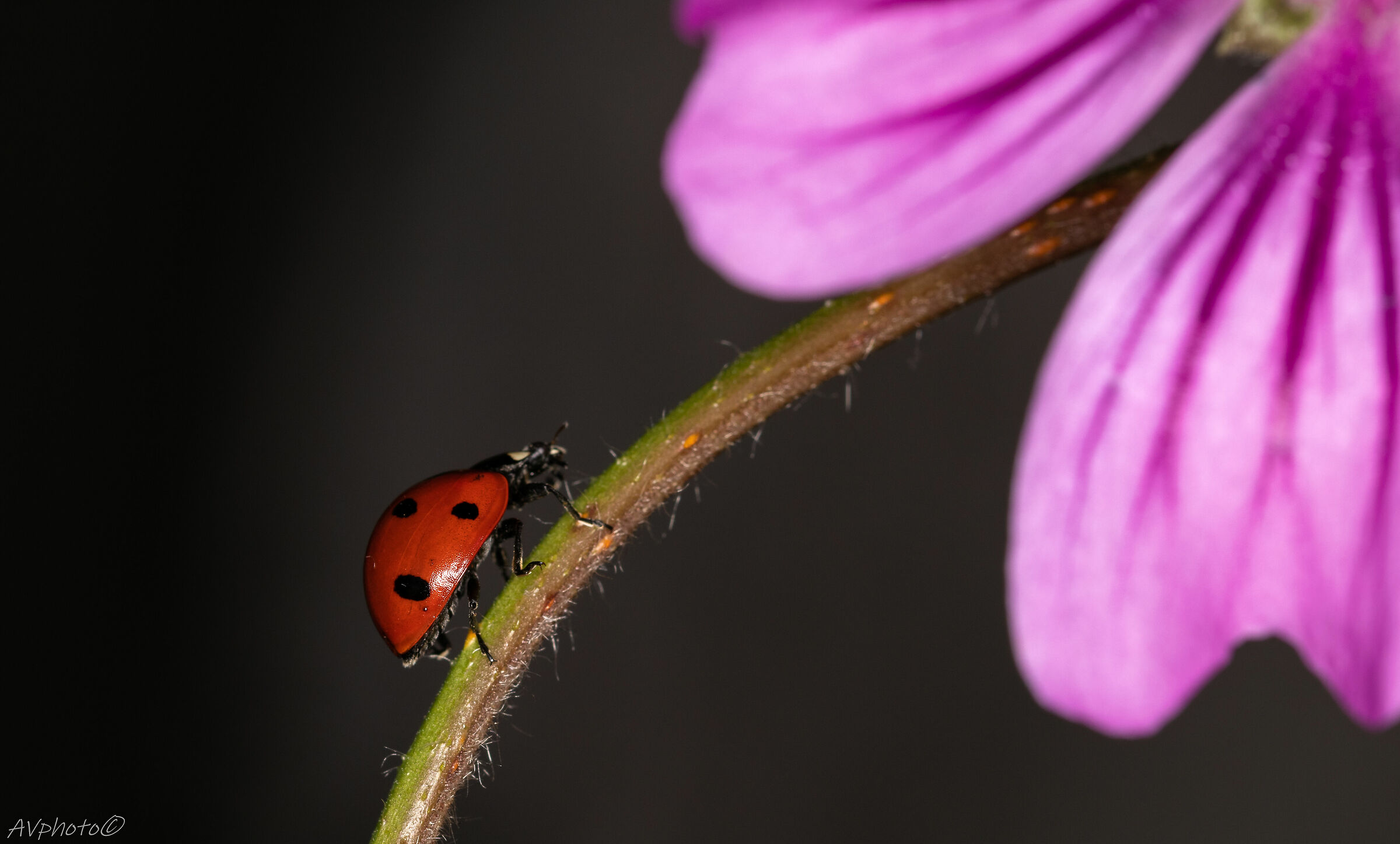 Ladybug