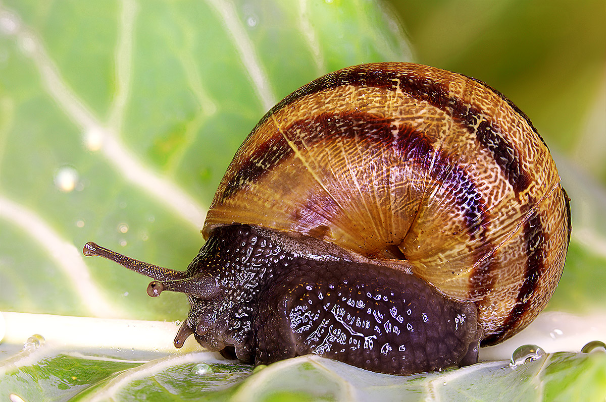 Snail