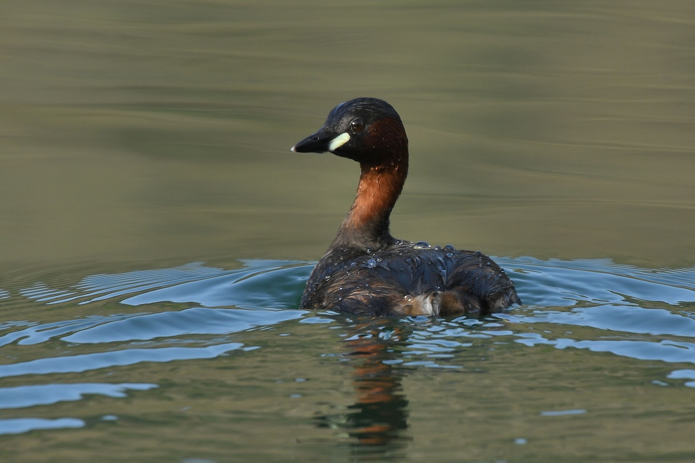 Tachybaptus ruficollis
