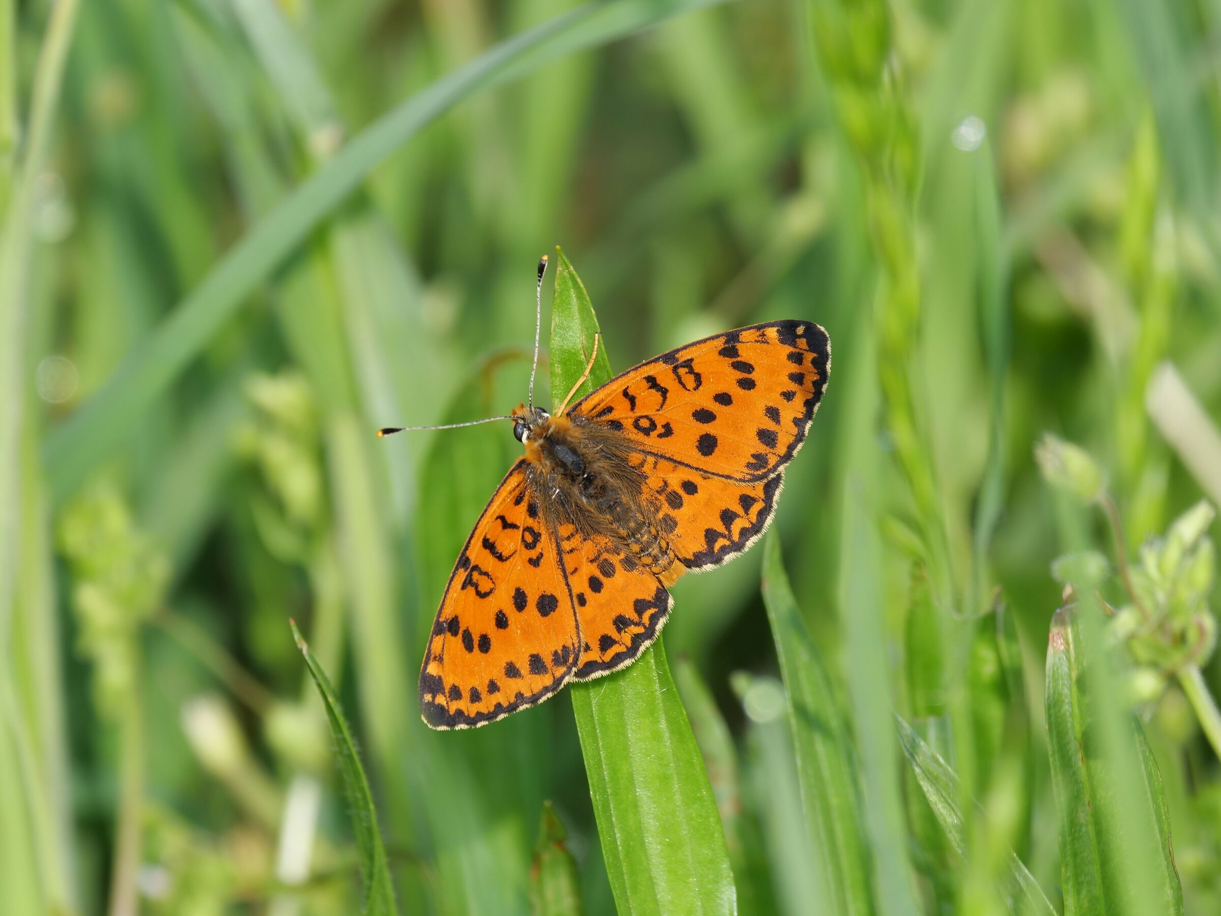 Didima (Melitaea didyma)
