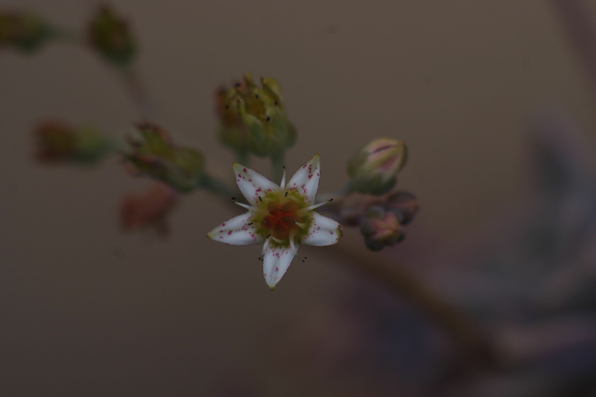 La prima stella della sera (tamron 70 210 f4 macro)