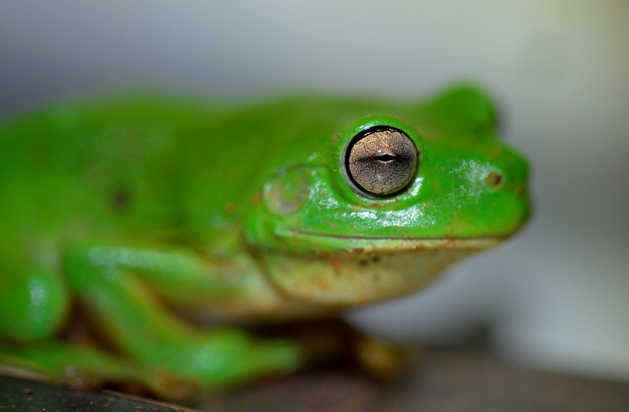 The pose of the frog