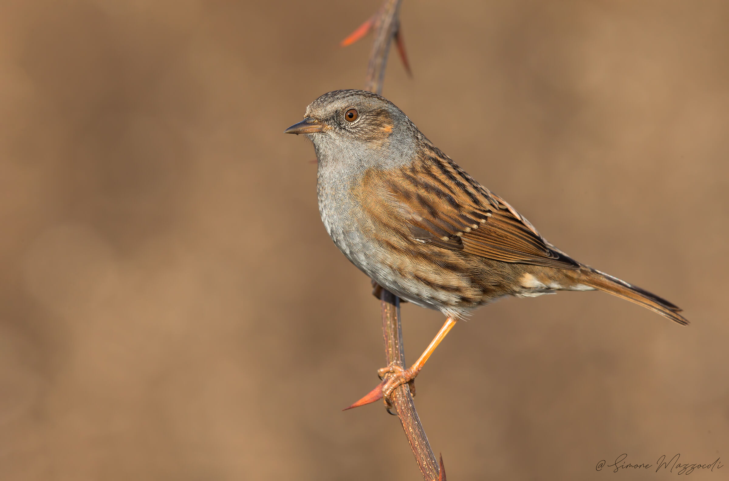 Passera Dunnock