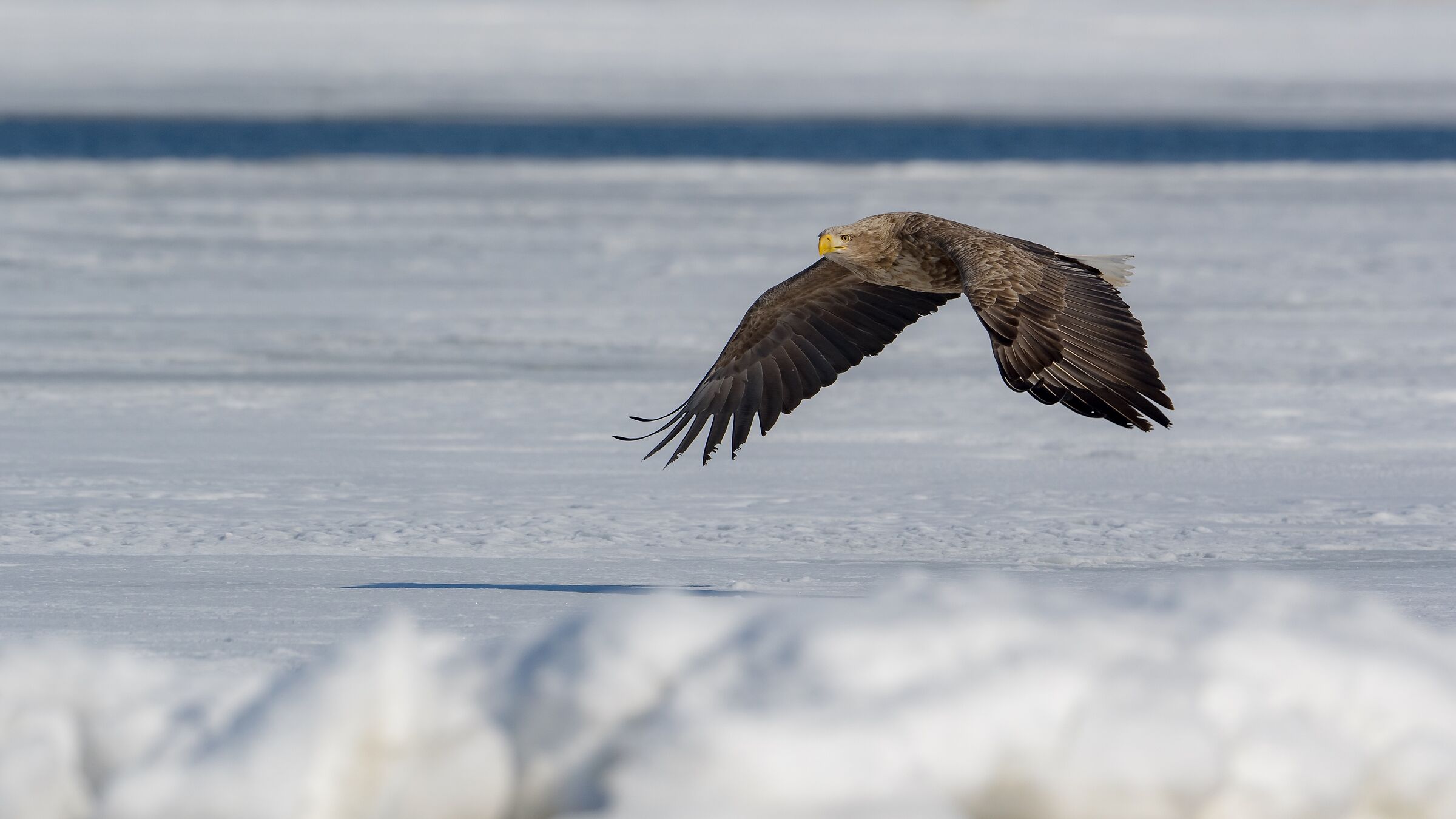 Sea Eagle White Tail