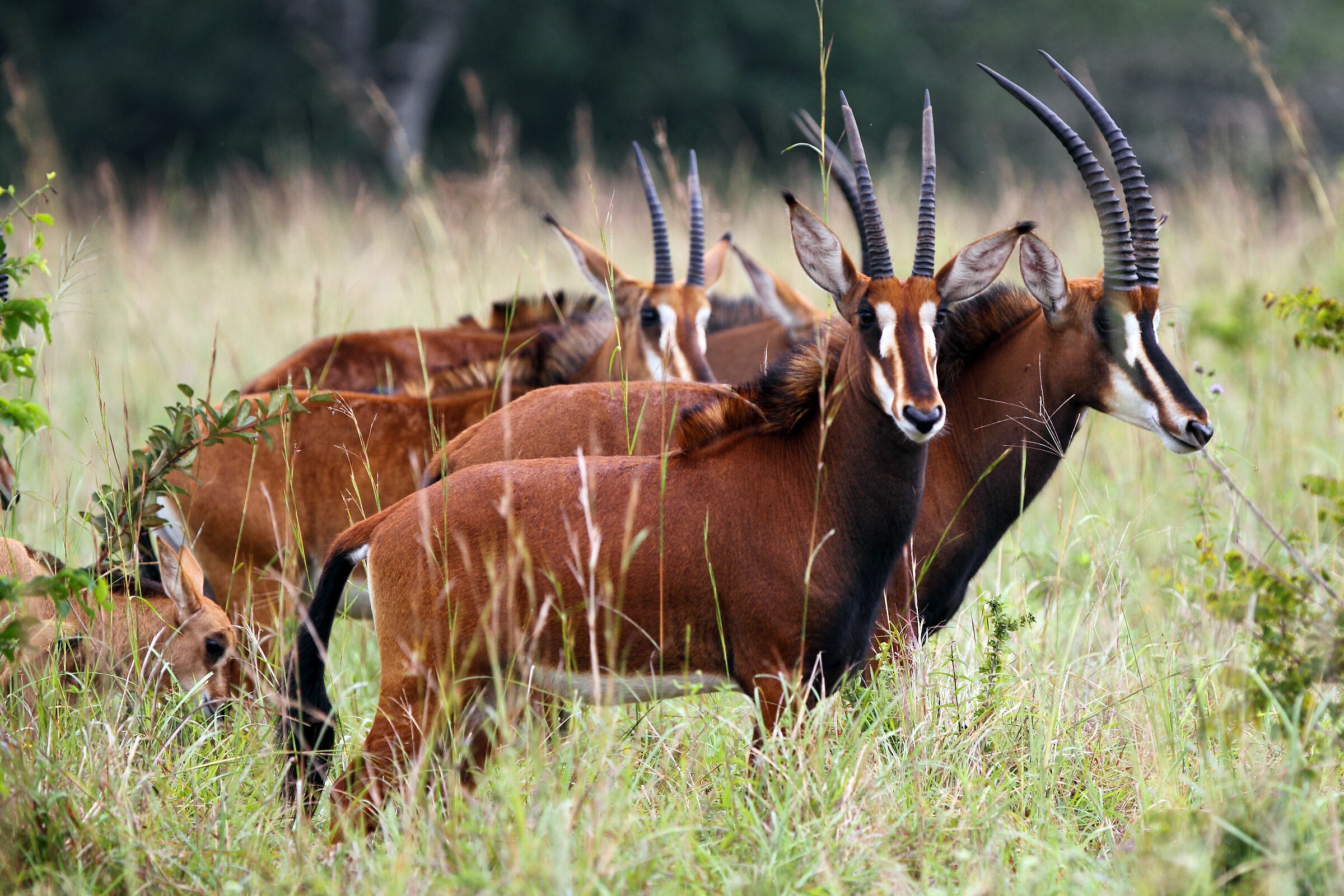 Sands Antelope