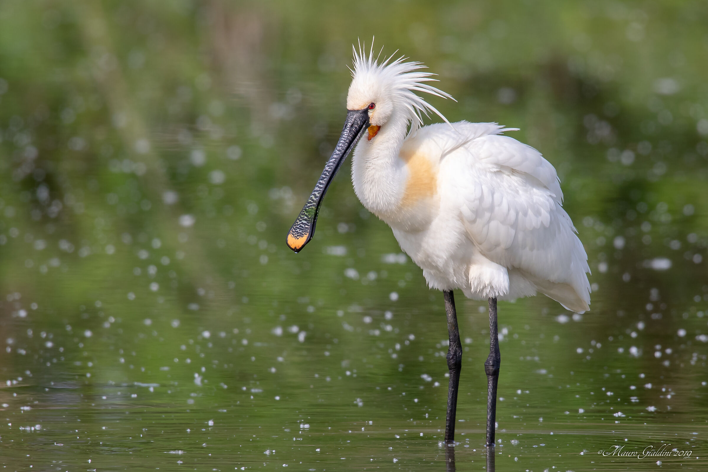Incotro ravvicinato con una Spatola in abito nuziale