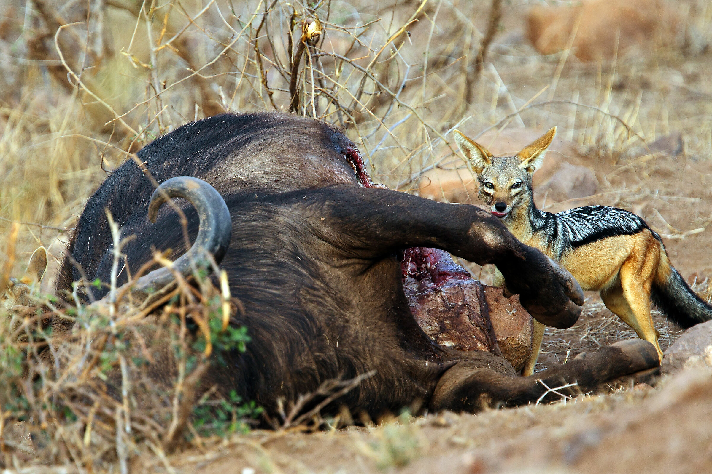 A disproportionate meal