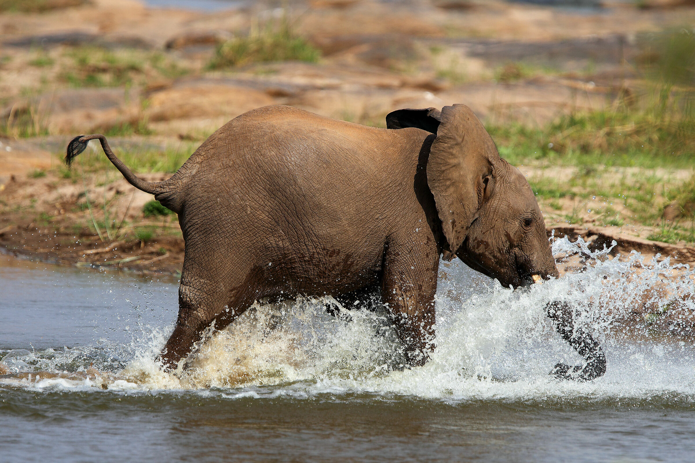 Elephant running in the river