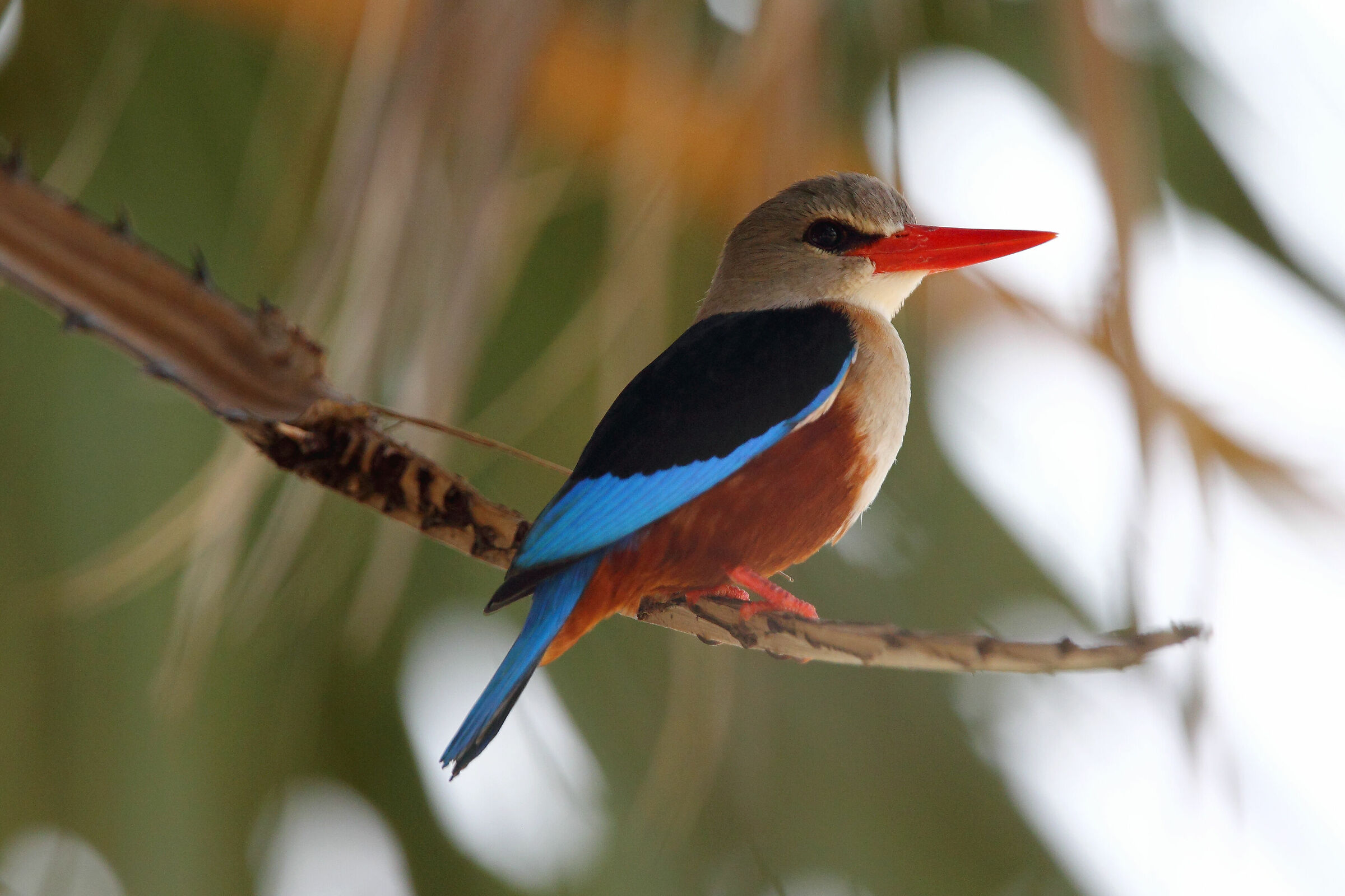 Marti Fisher Grey Head