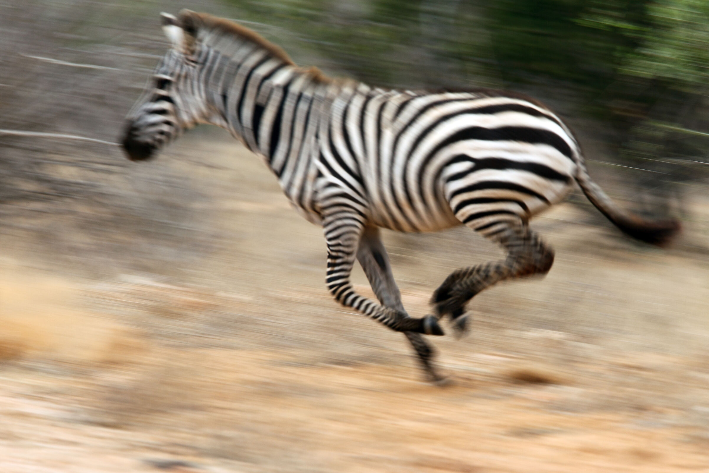 Zebra in race