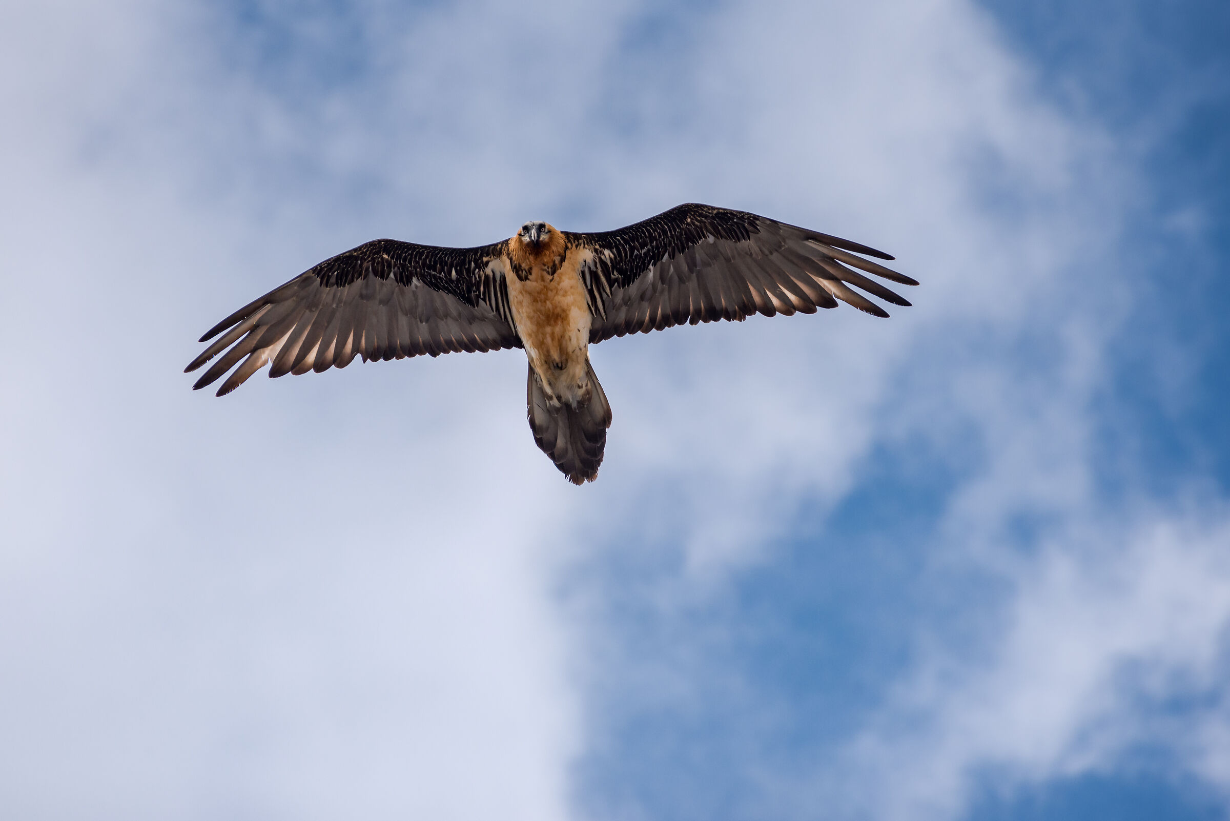 Bearded Vulture