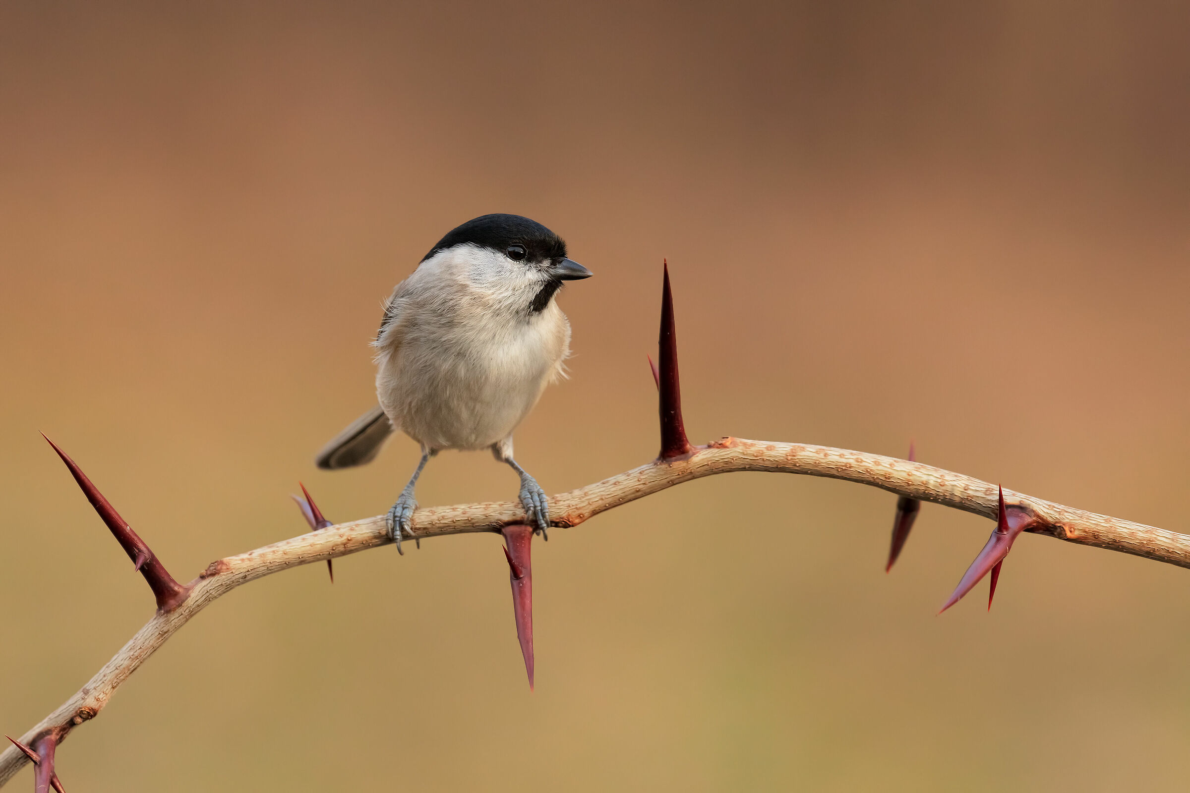 Marsh tit