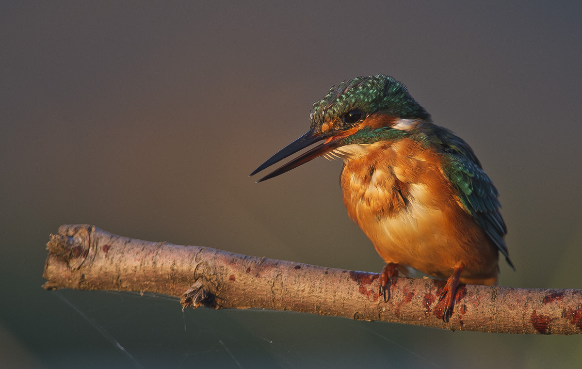 a bocca aperta per il tramonto