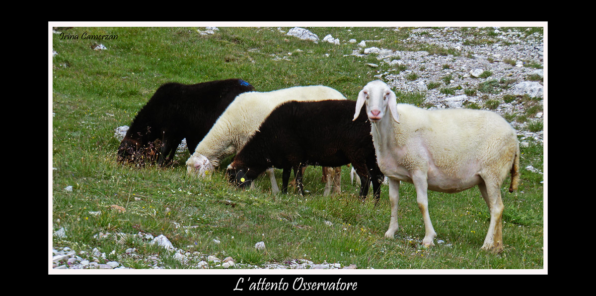 L'Attento osservatore