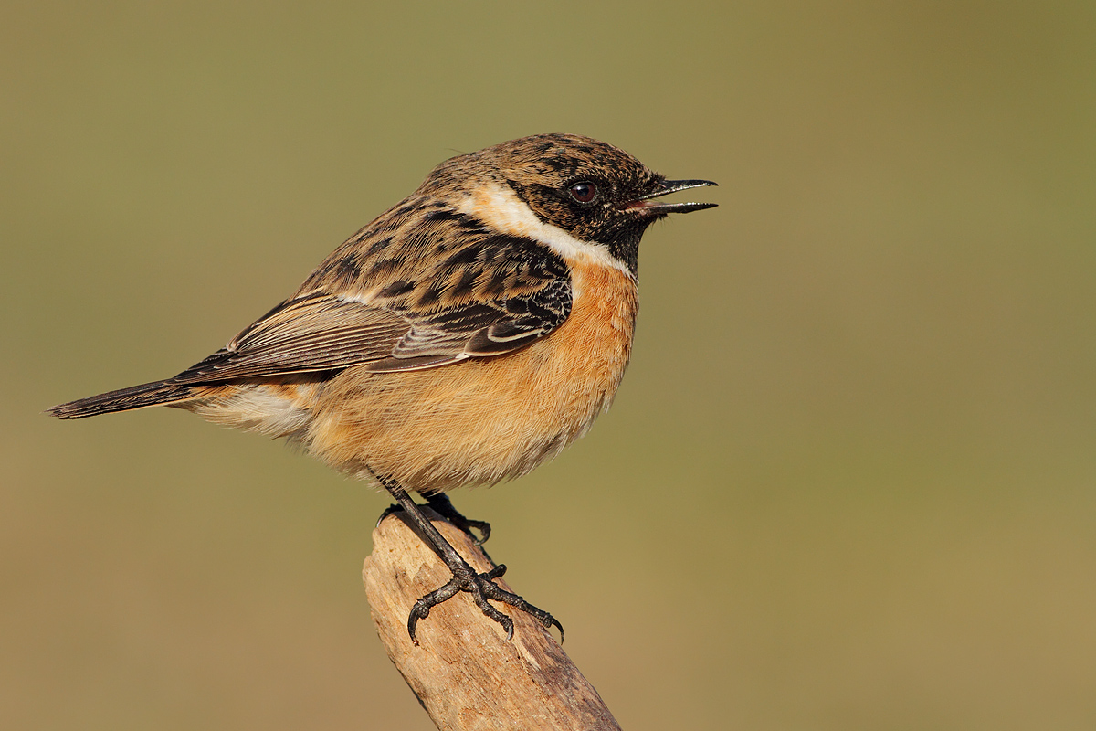 Small reminder .......