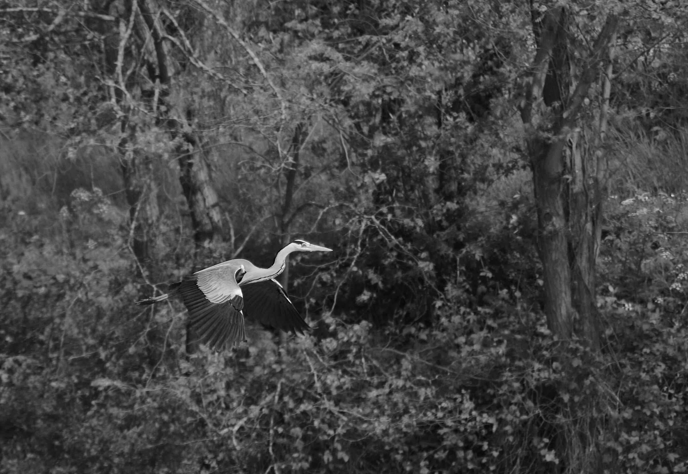 White, Black and grey